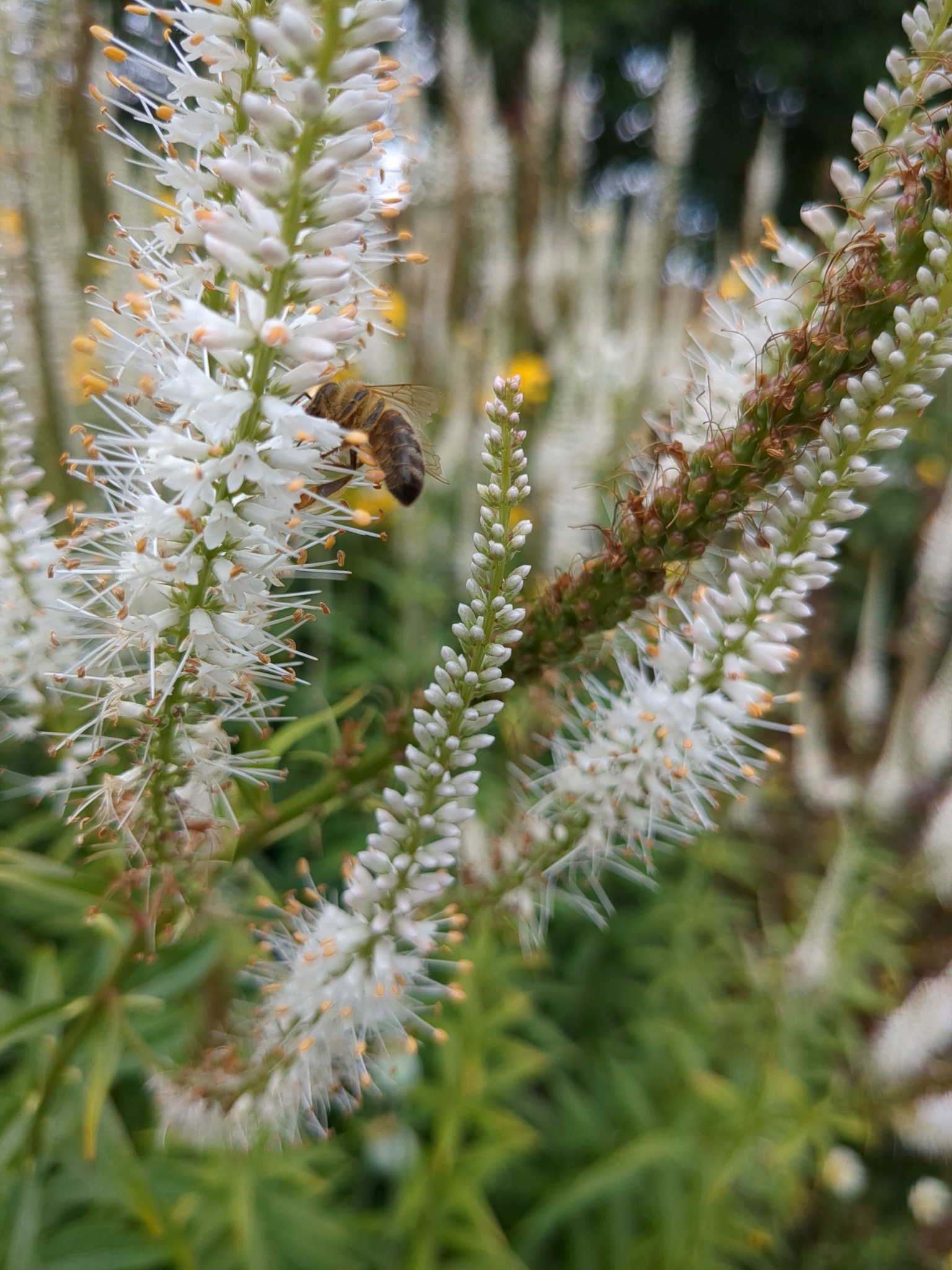 Photograph of Veronicastrum