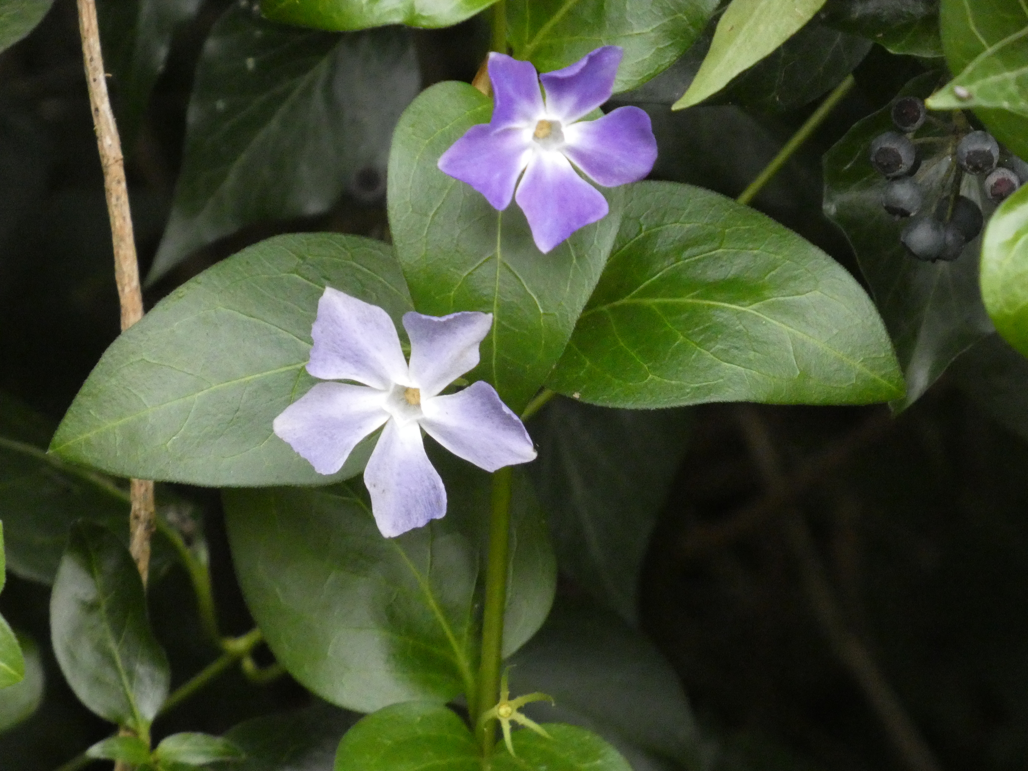 Photograph of Periwinkle