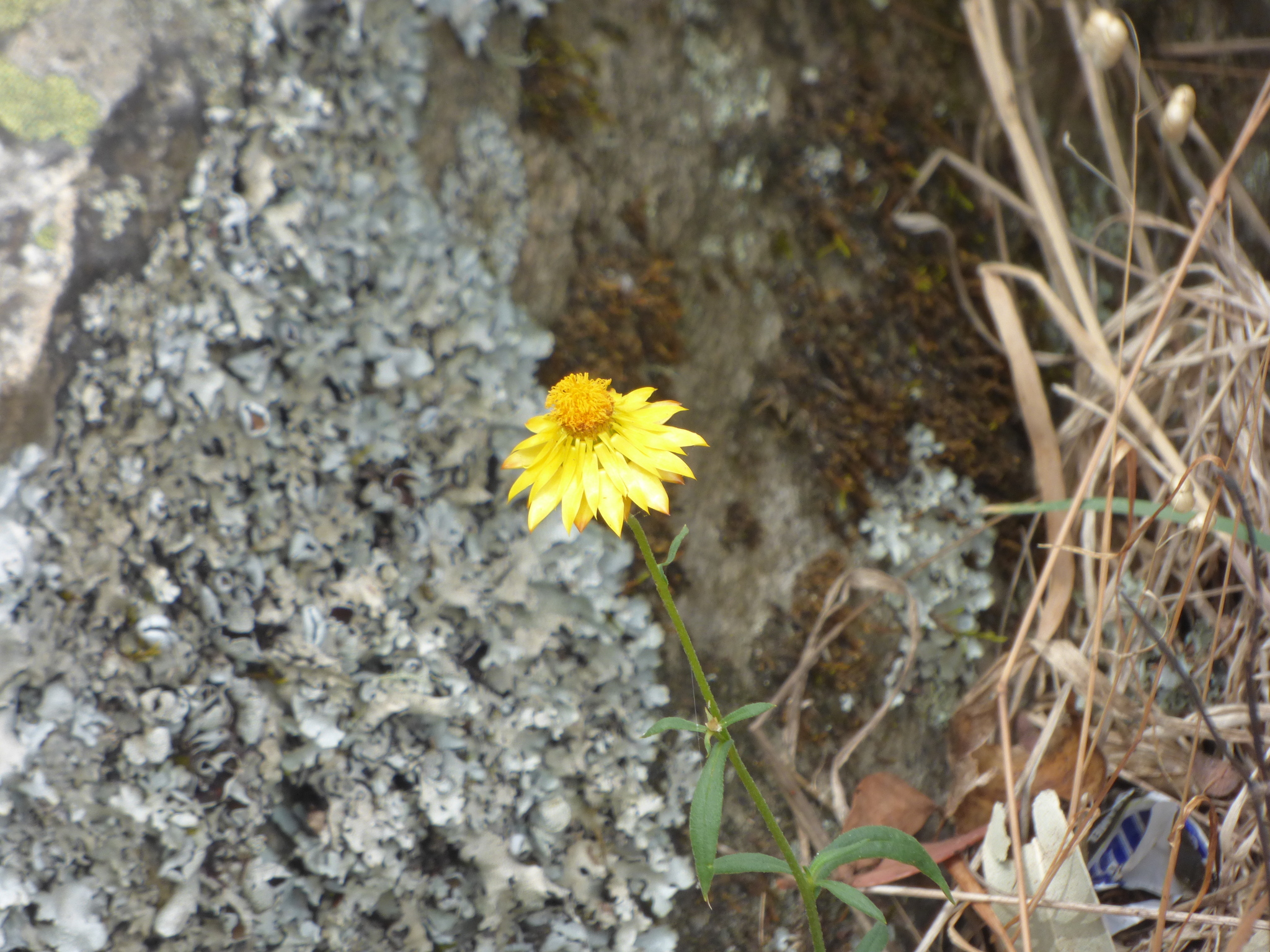 Photograph of Strawflower