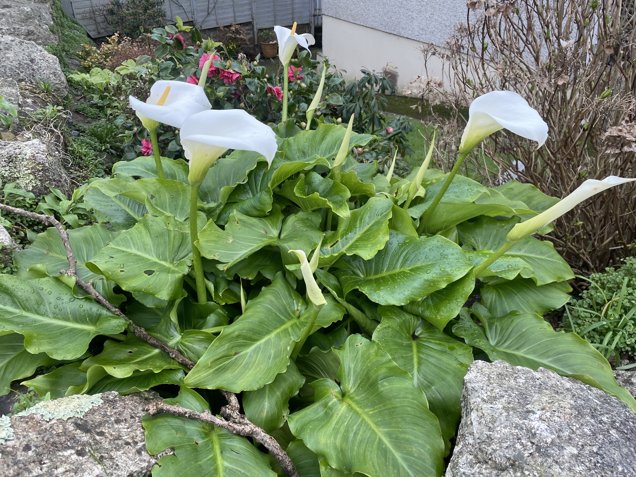Photograph of Arum Lily