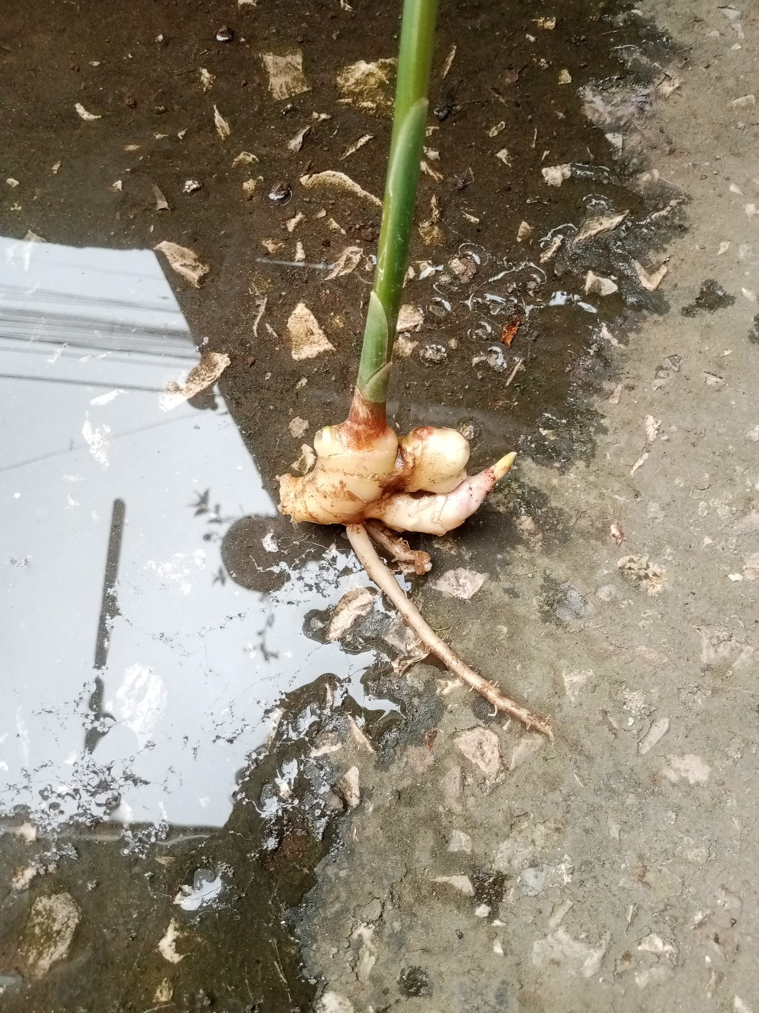 Photograph of Ginger