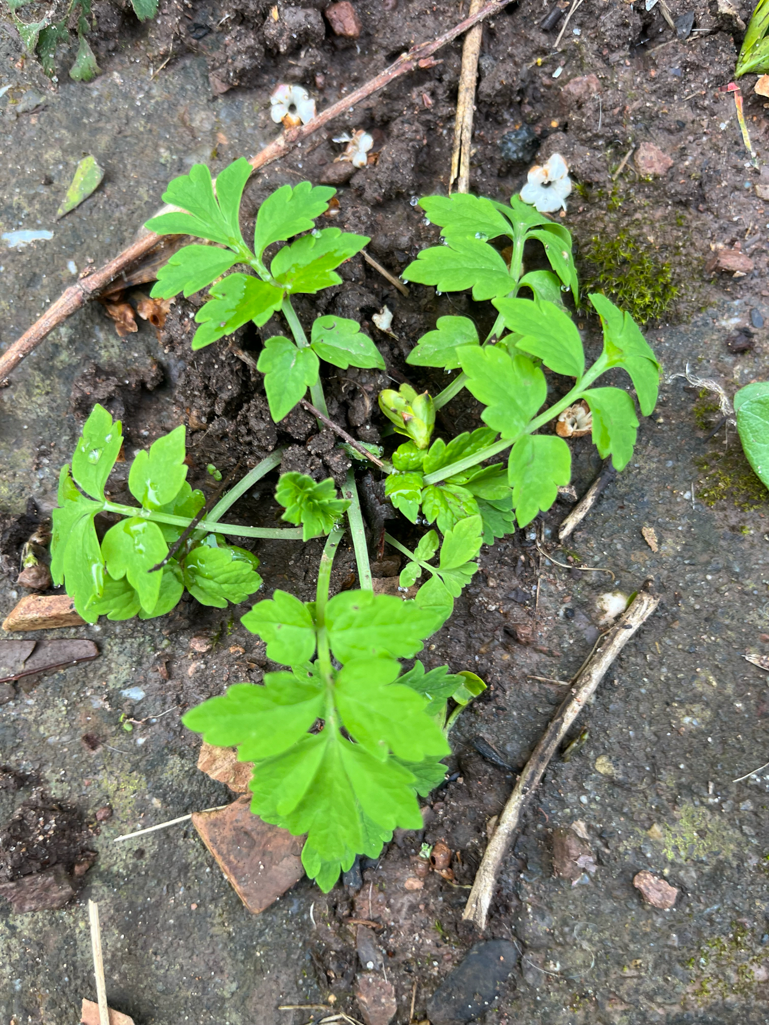 Photograph of Welsh Poppy