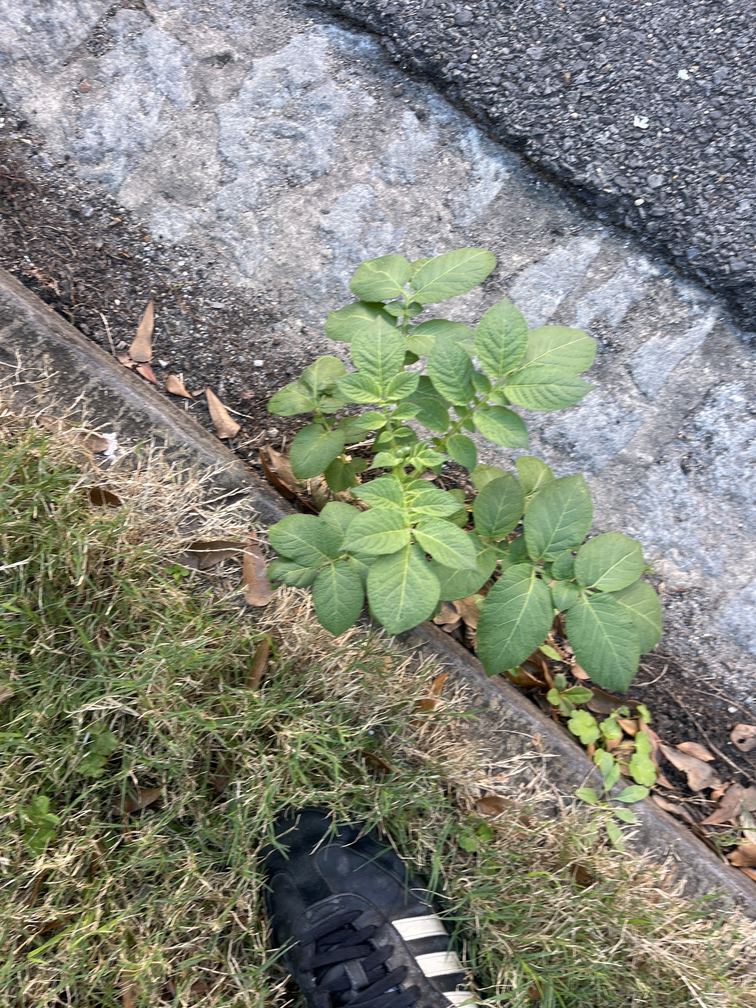 Photograph of Potato
