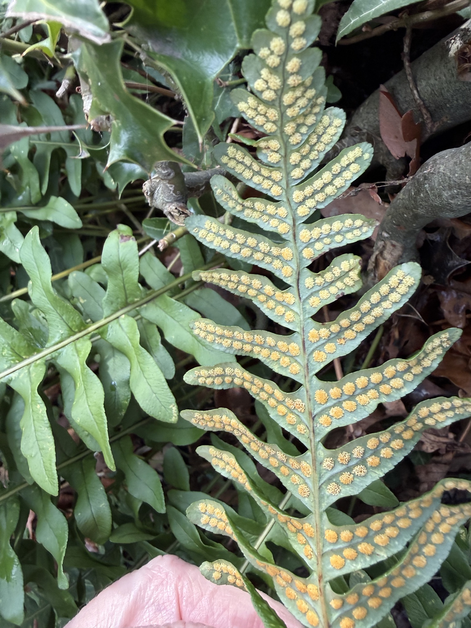 Photograph of Polypody