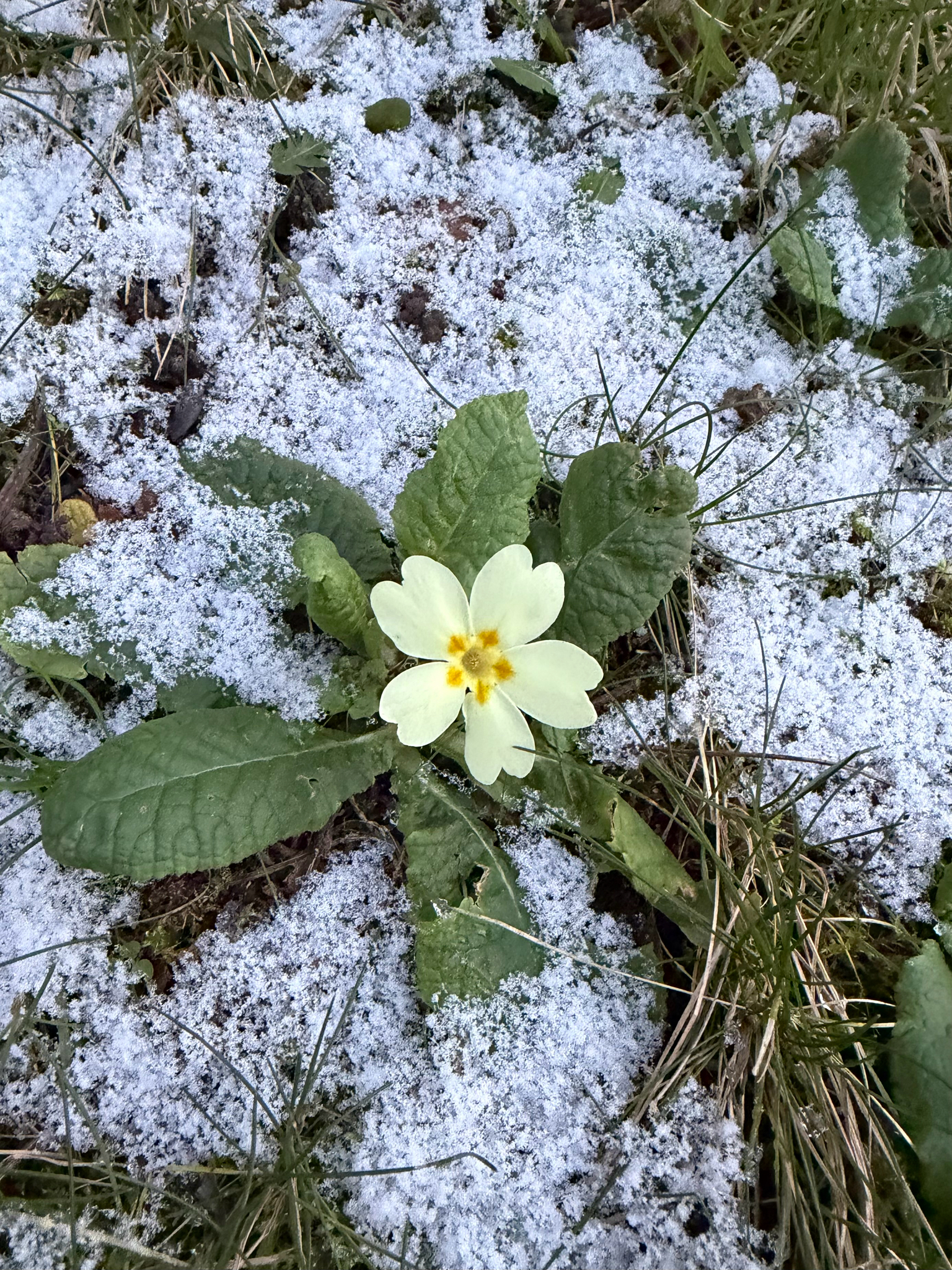 Photograph of Primrose