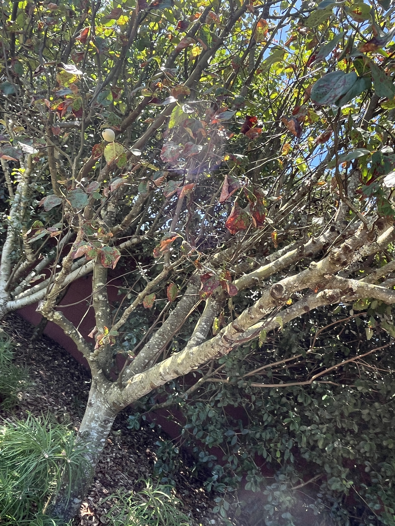 Photograph of Quince