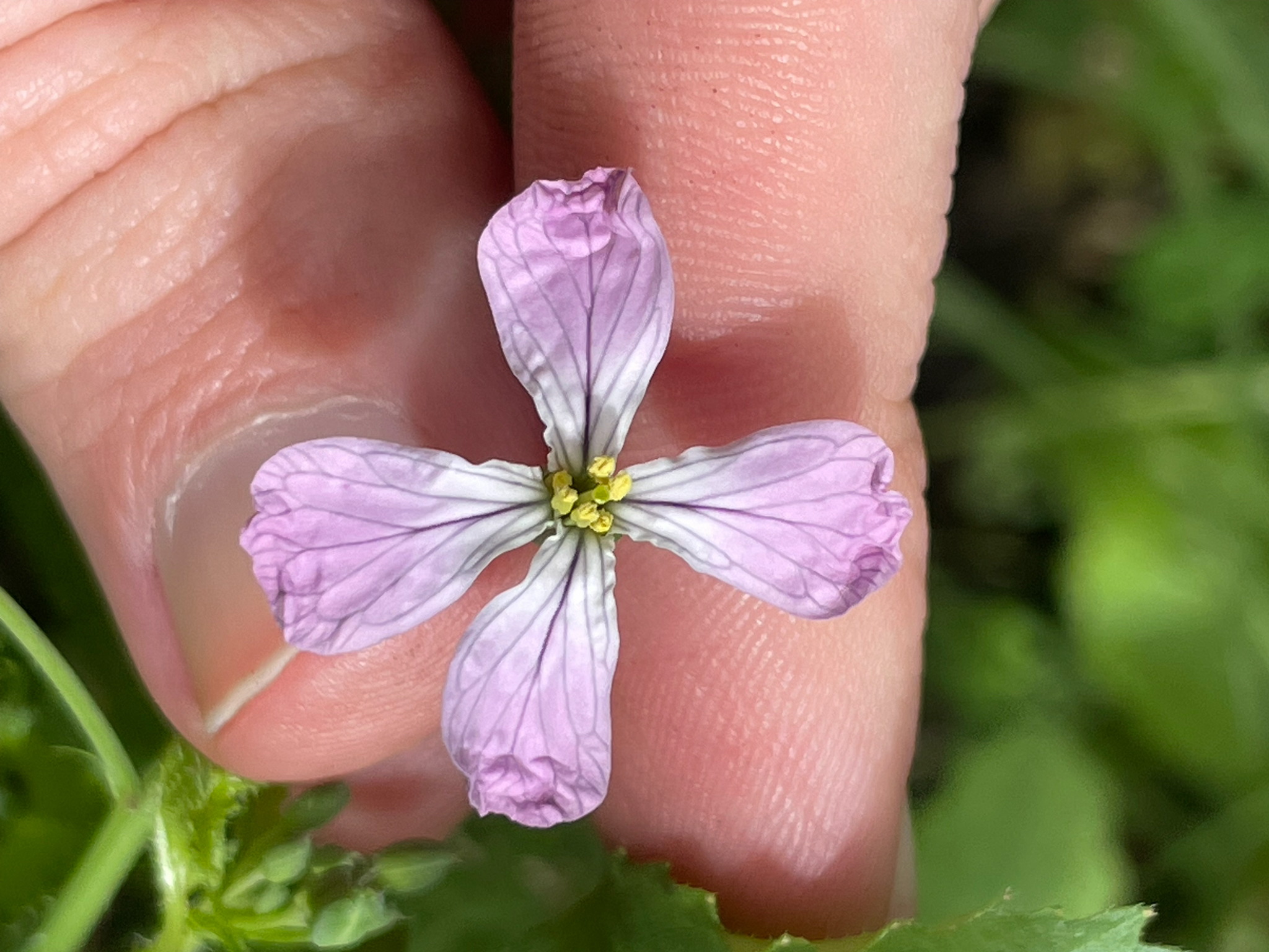 Photograph of Radish