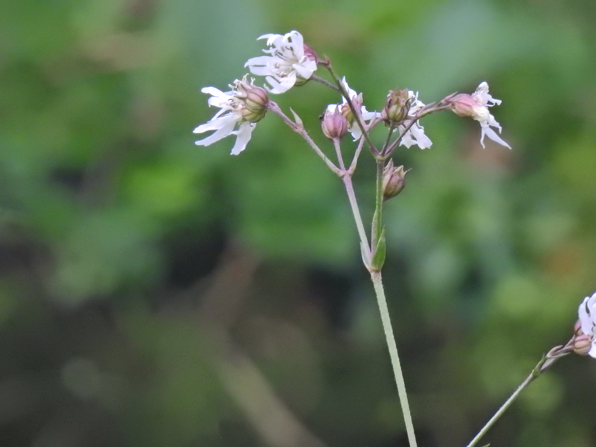 Photograph of Ragged Robin