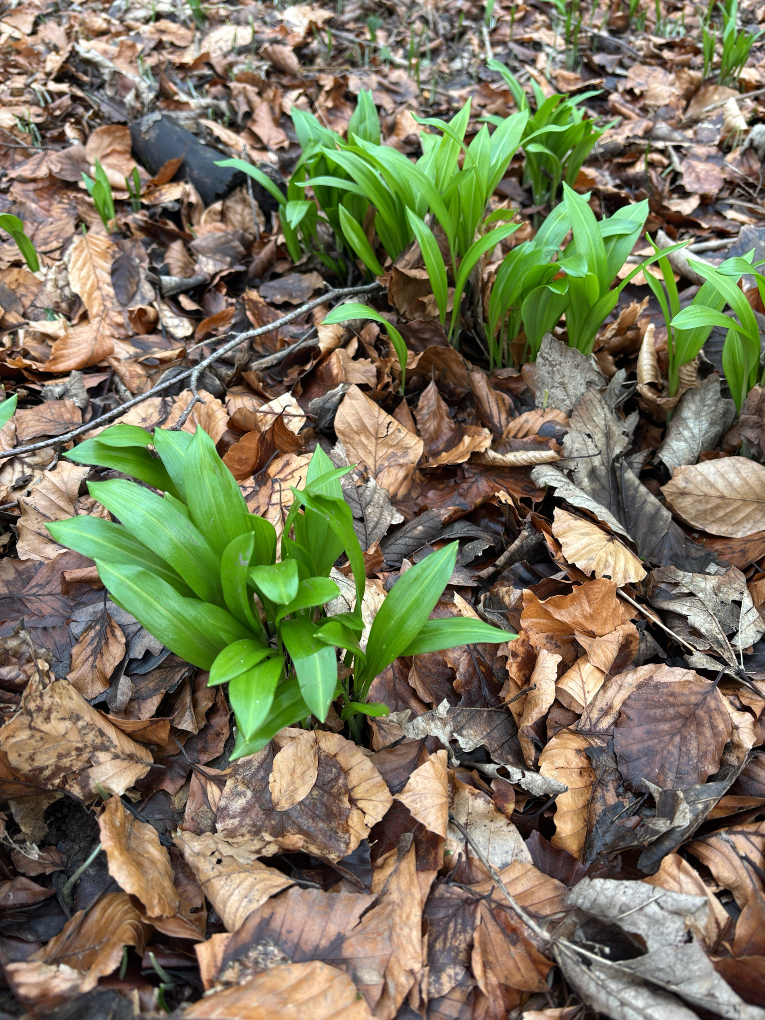 Photograph of Ramsons (Wild Garlic)