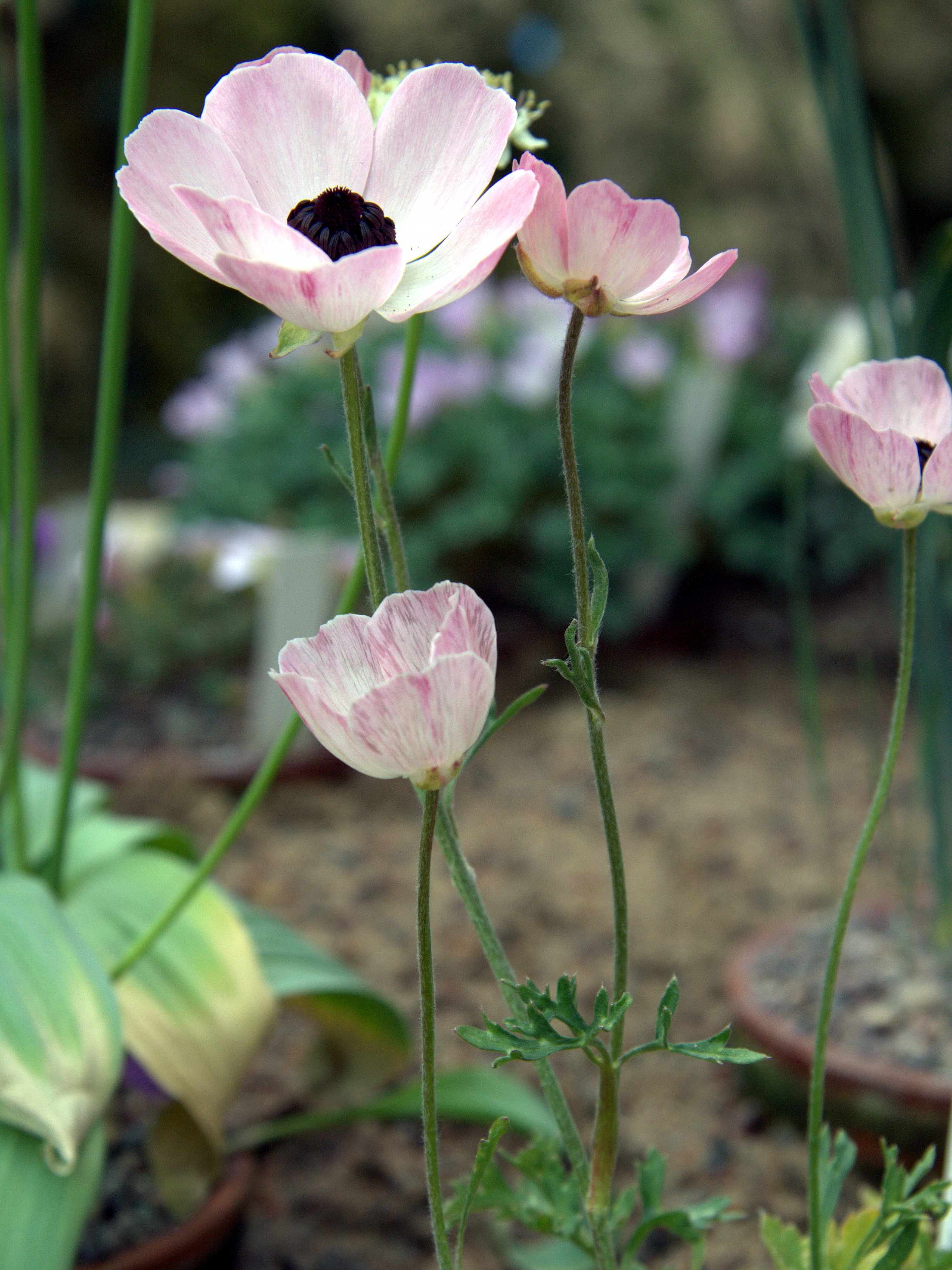 Photograph of Ranunculus