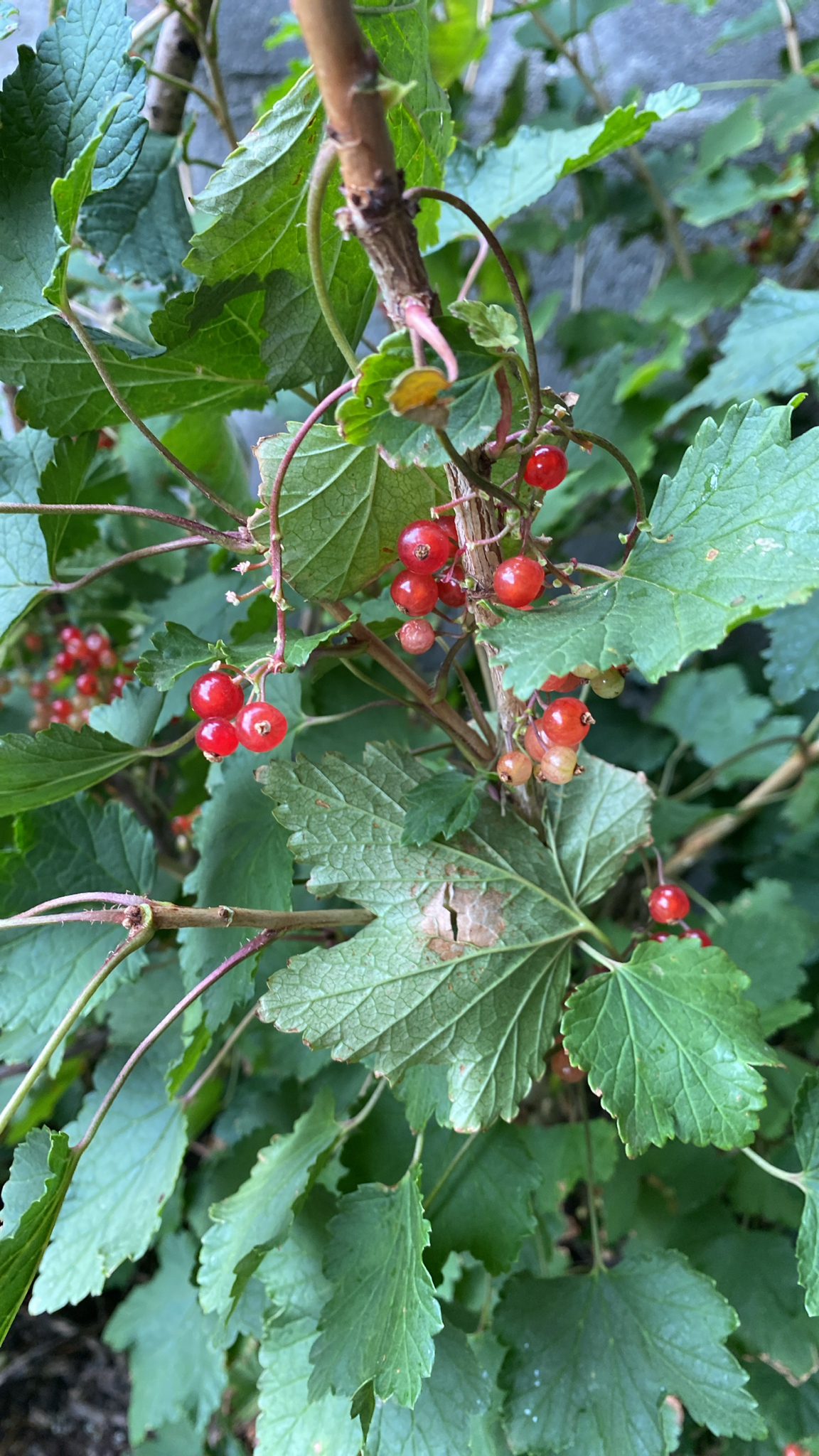 Photograph of Redcurrant