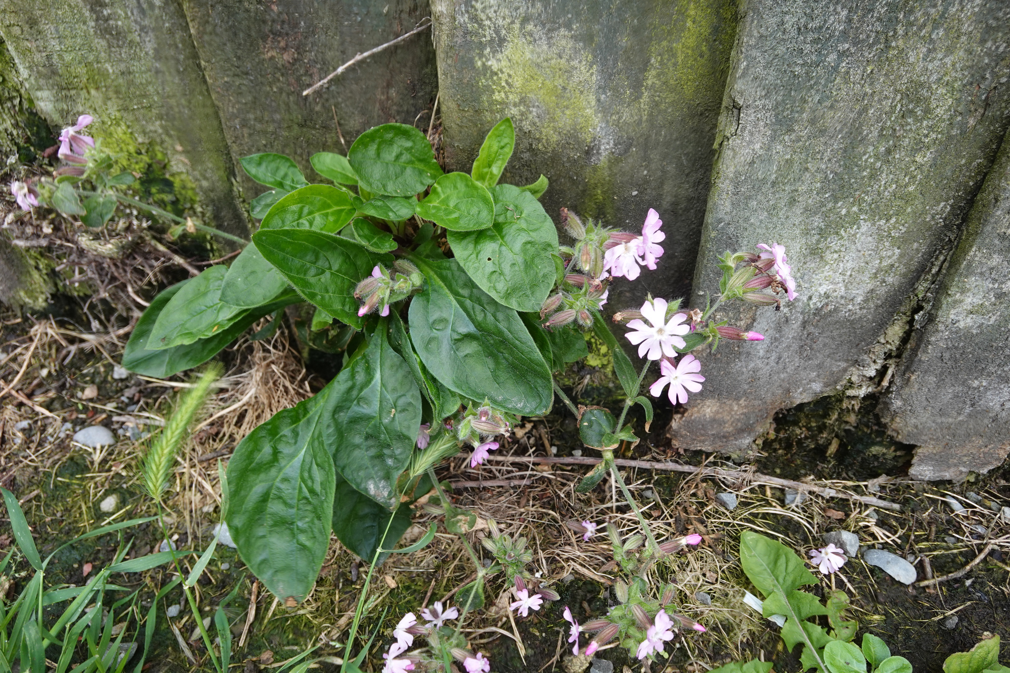 Photograph of Red Campion