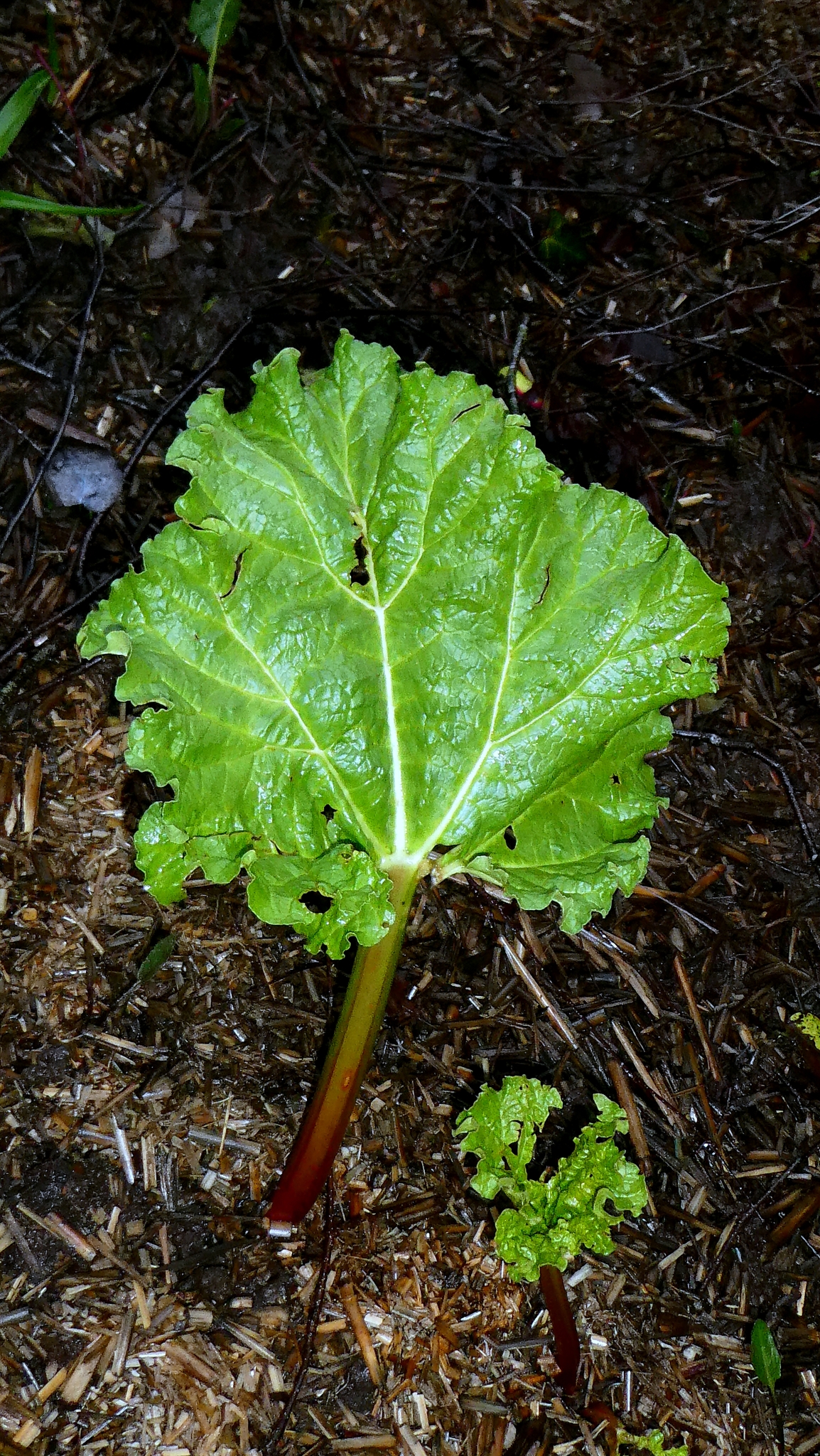 Photograph of Rhubarb