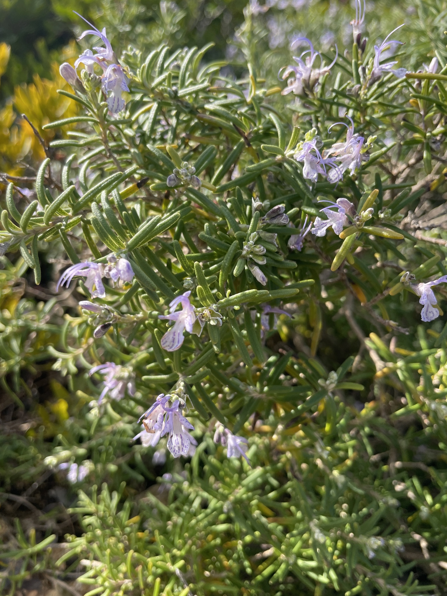 Photograph of Rosemary