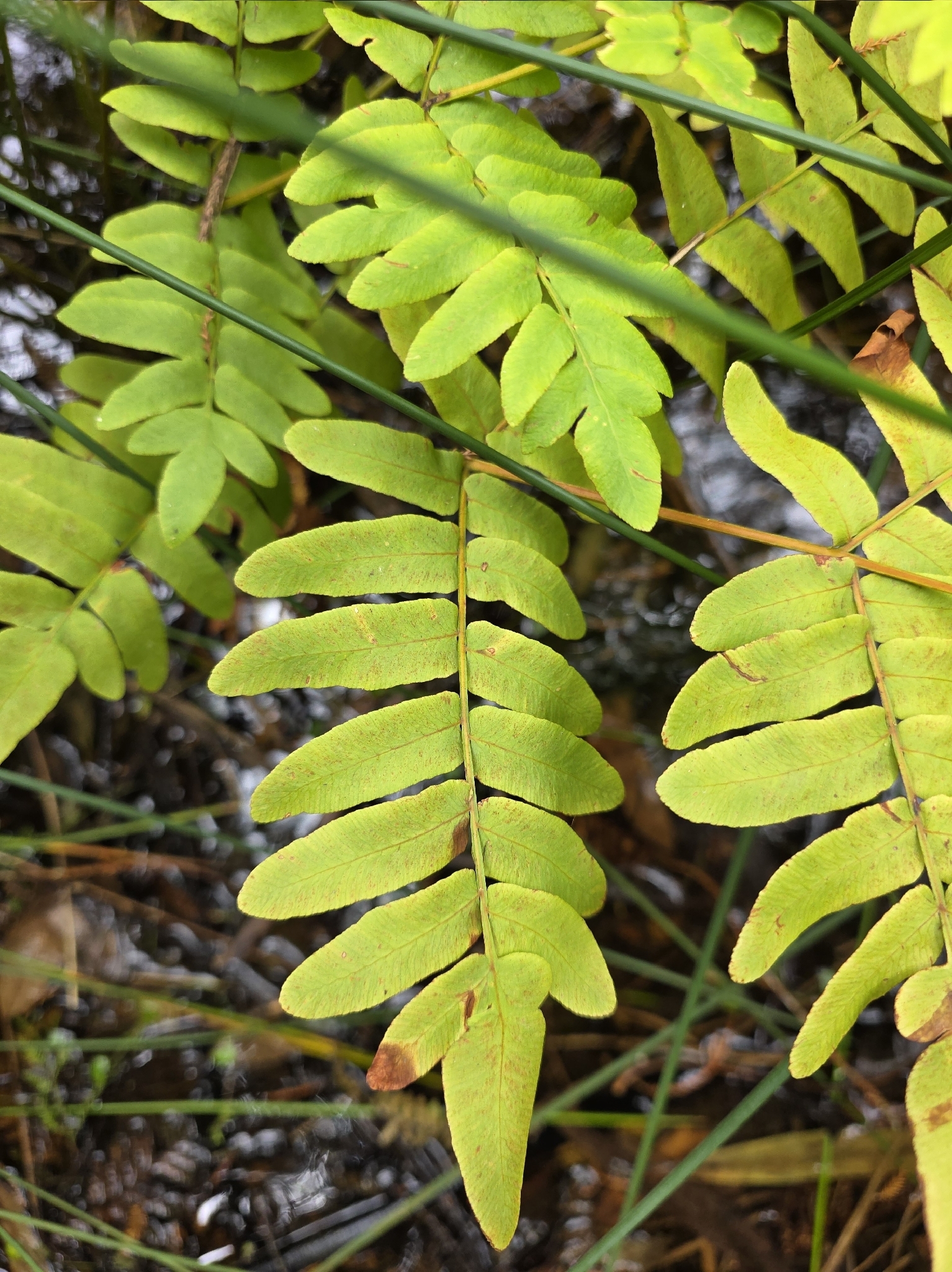 Photograph of Royal Fern