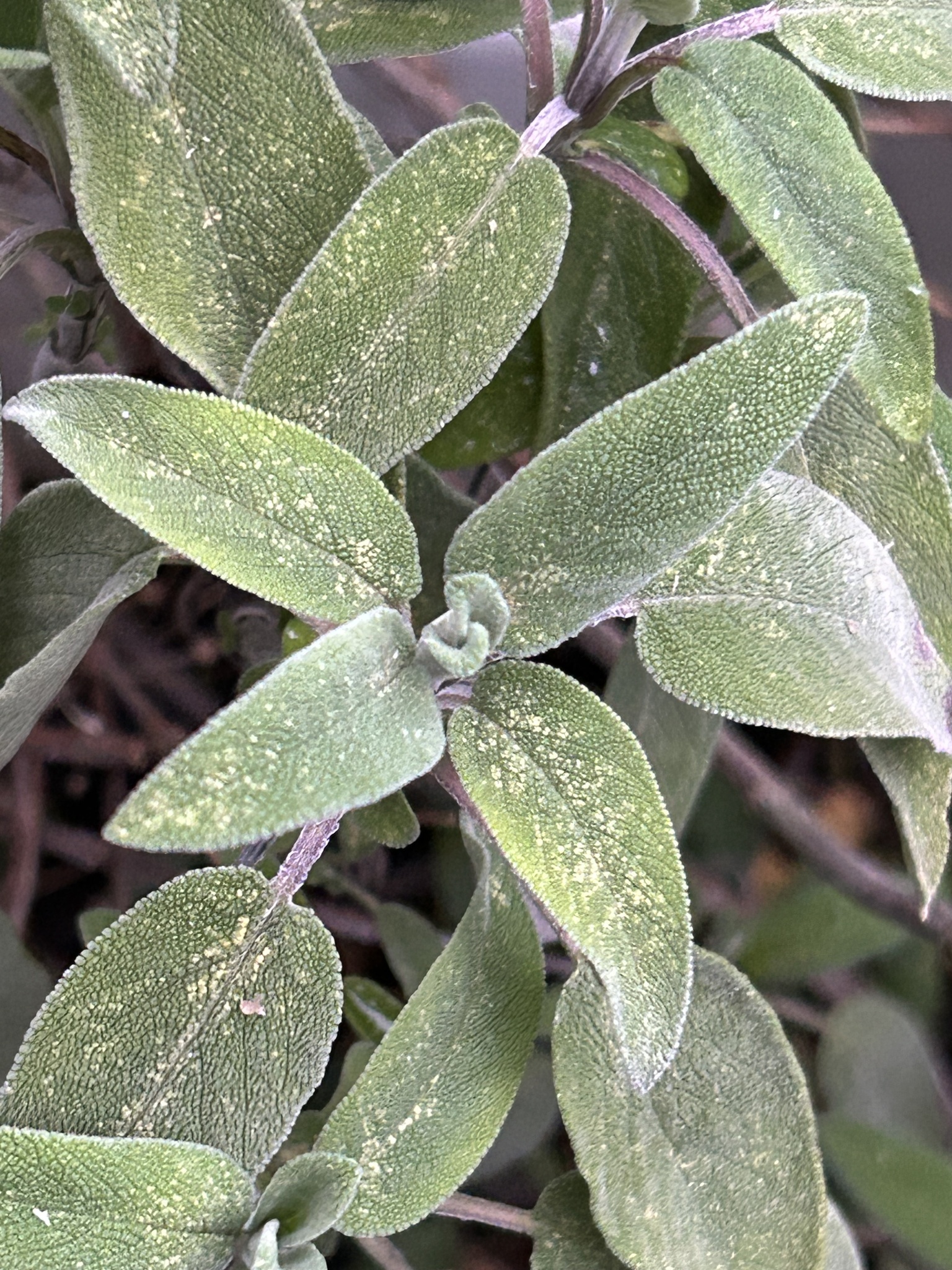 Photograph of Sage