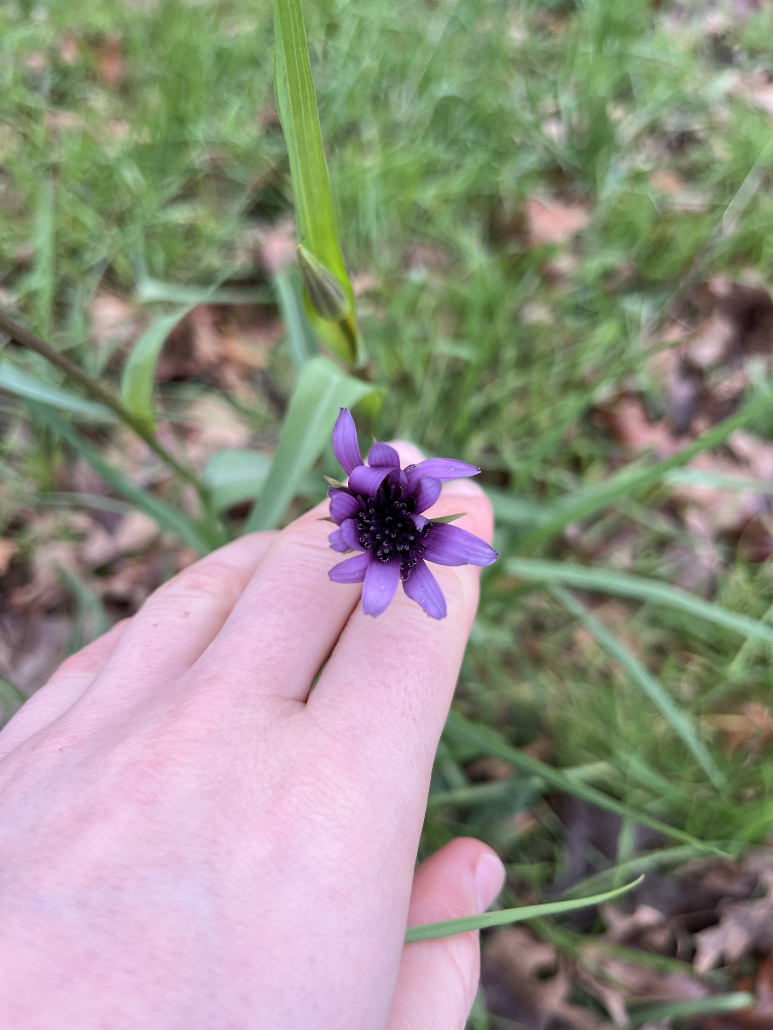 Photograph of Salsify