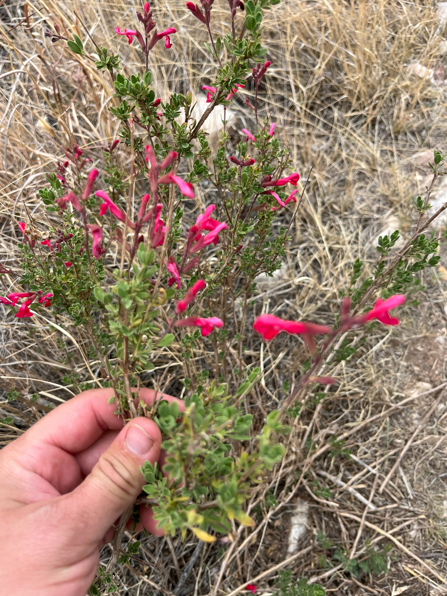 Photograph of Salvia