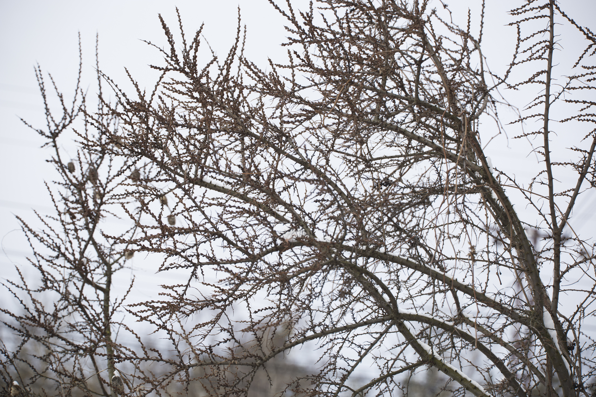 Photograph of Sea Buckthorn