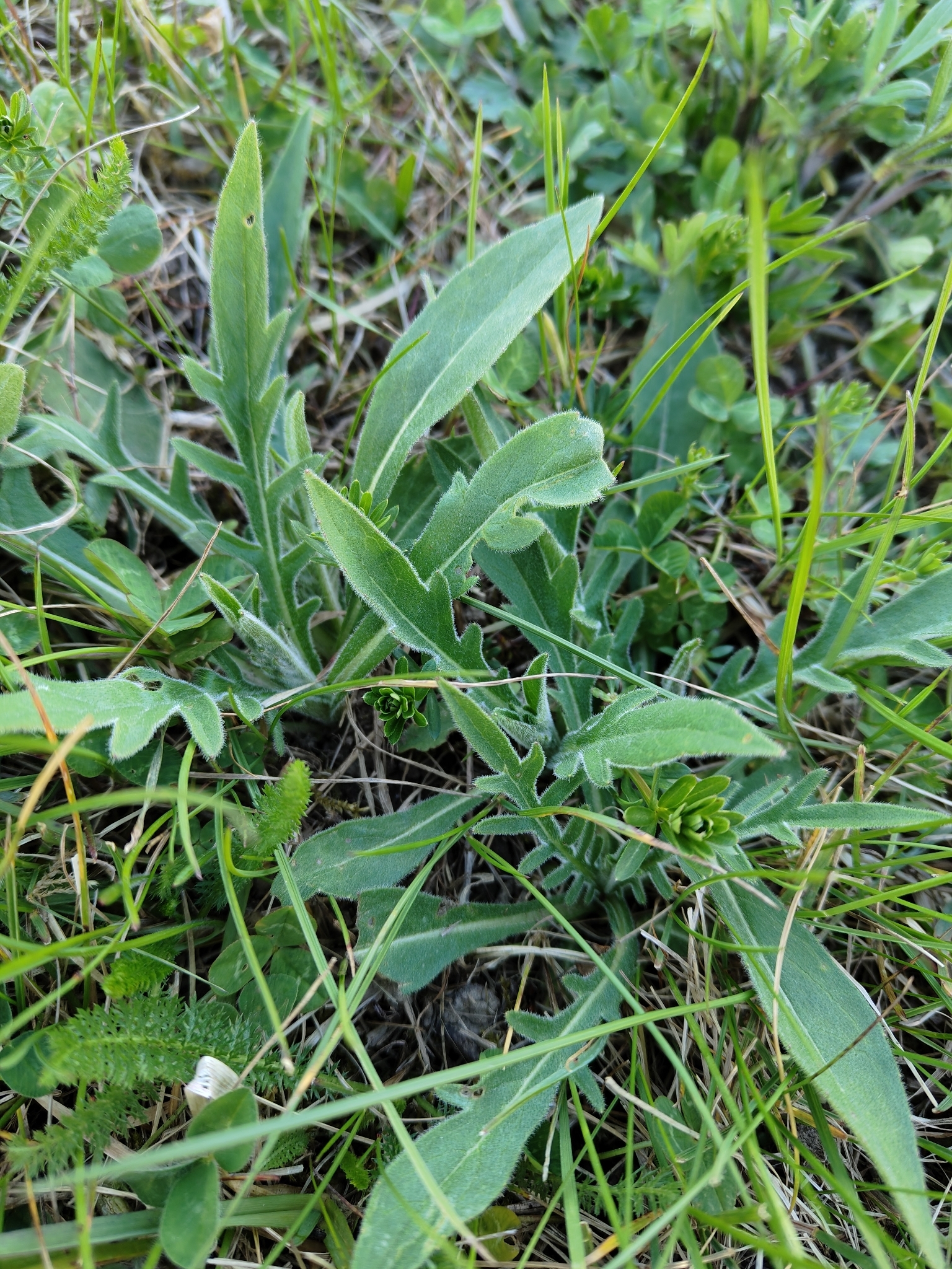 Photograph of Field Scabious