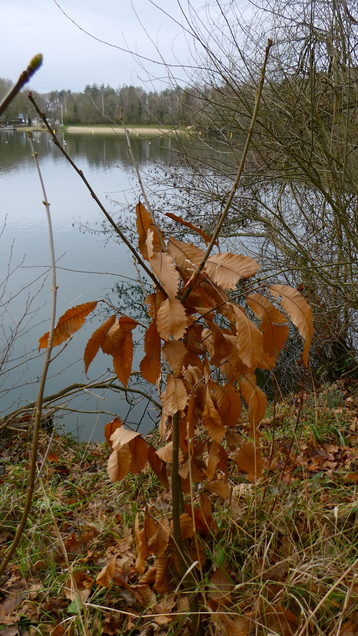Photograph of Sweet Chestnut