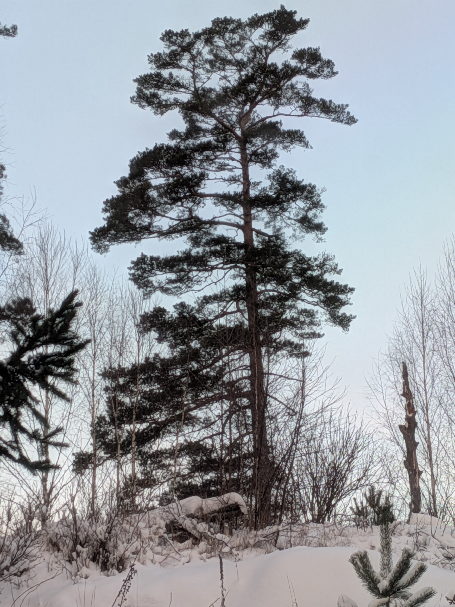 Photograph of Scots Pine