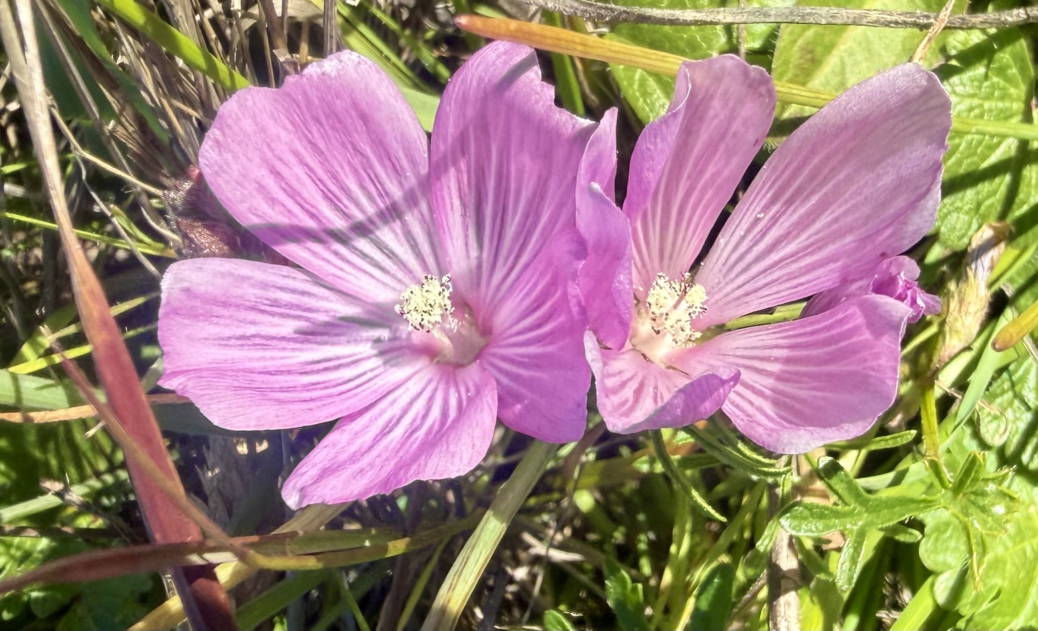 Photograph of Sidalcea