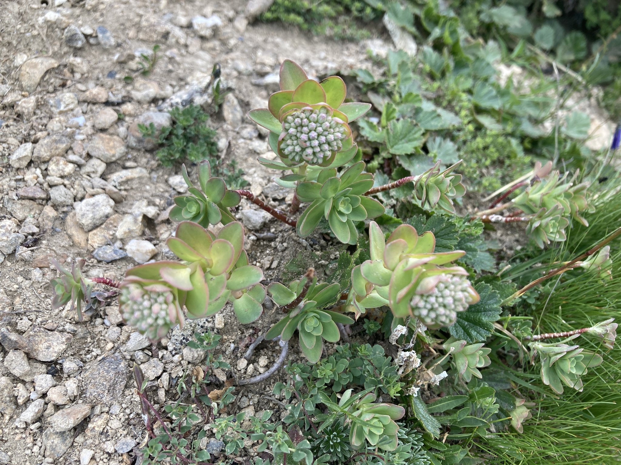 Photograph of Hylotelephium (border sedum)