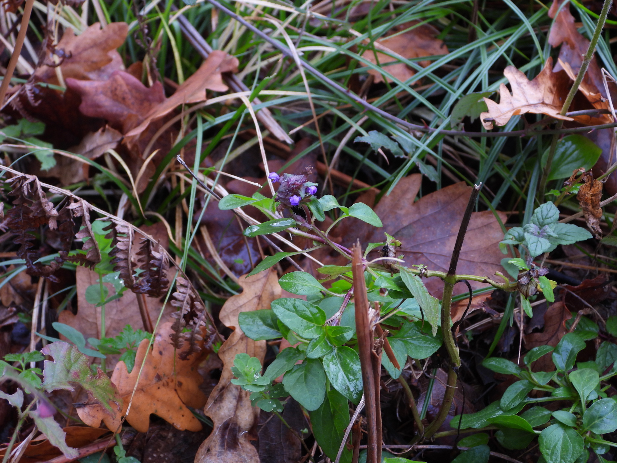 Photograph of Selfheal