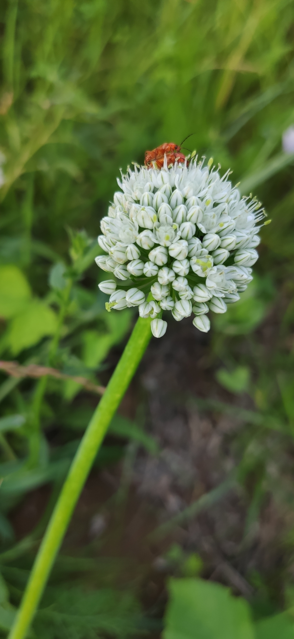 Photograph of Shallot
