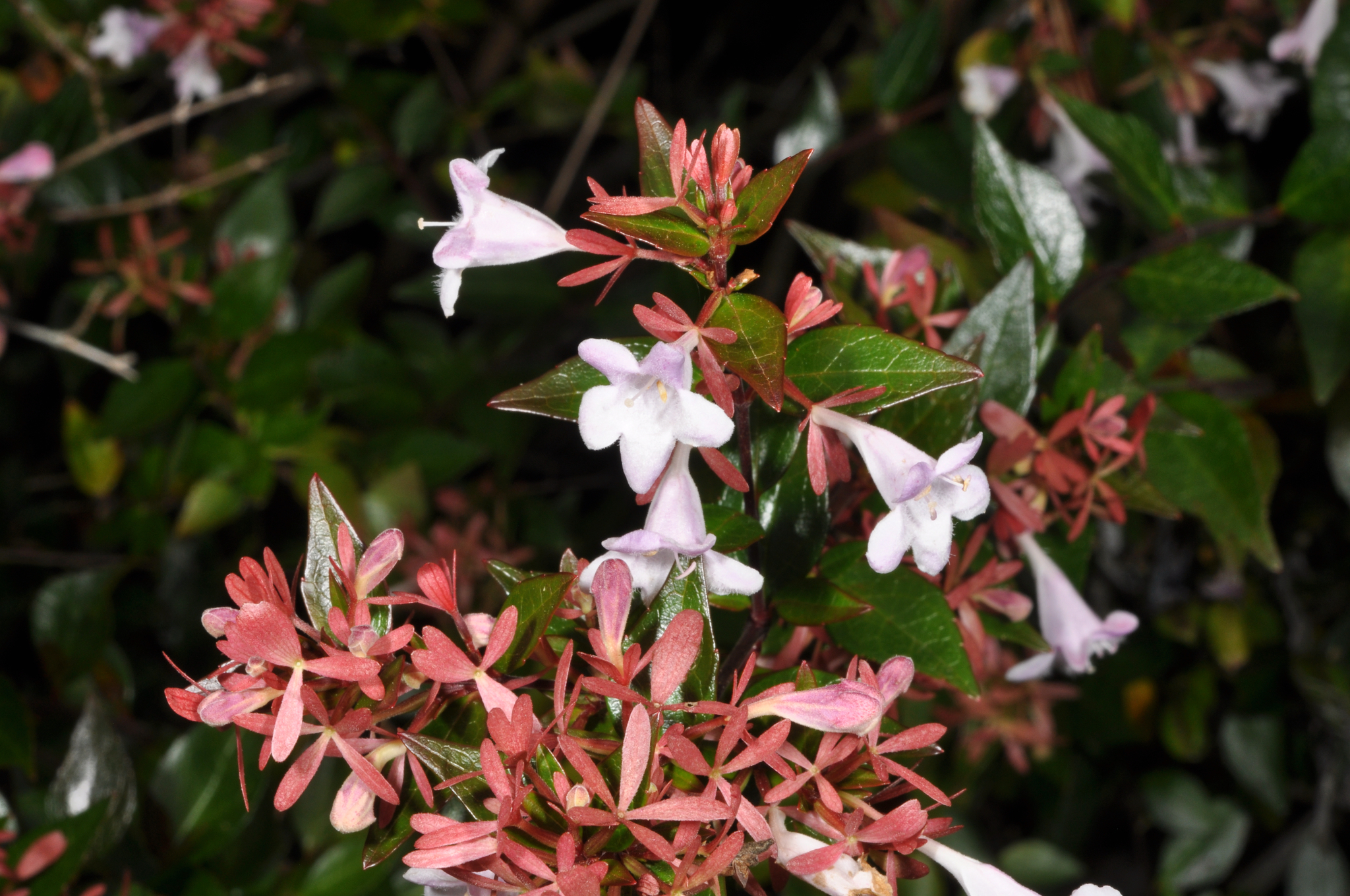 Photograph of Abelia