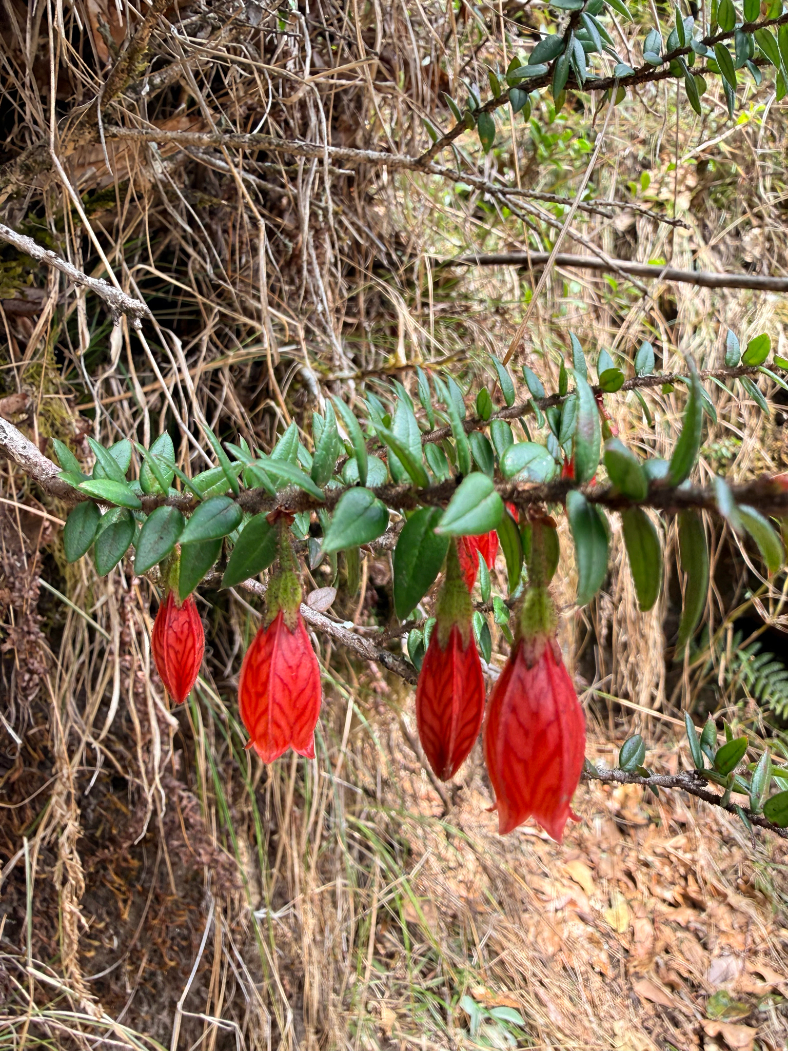 Photograph of Agapetes