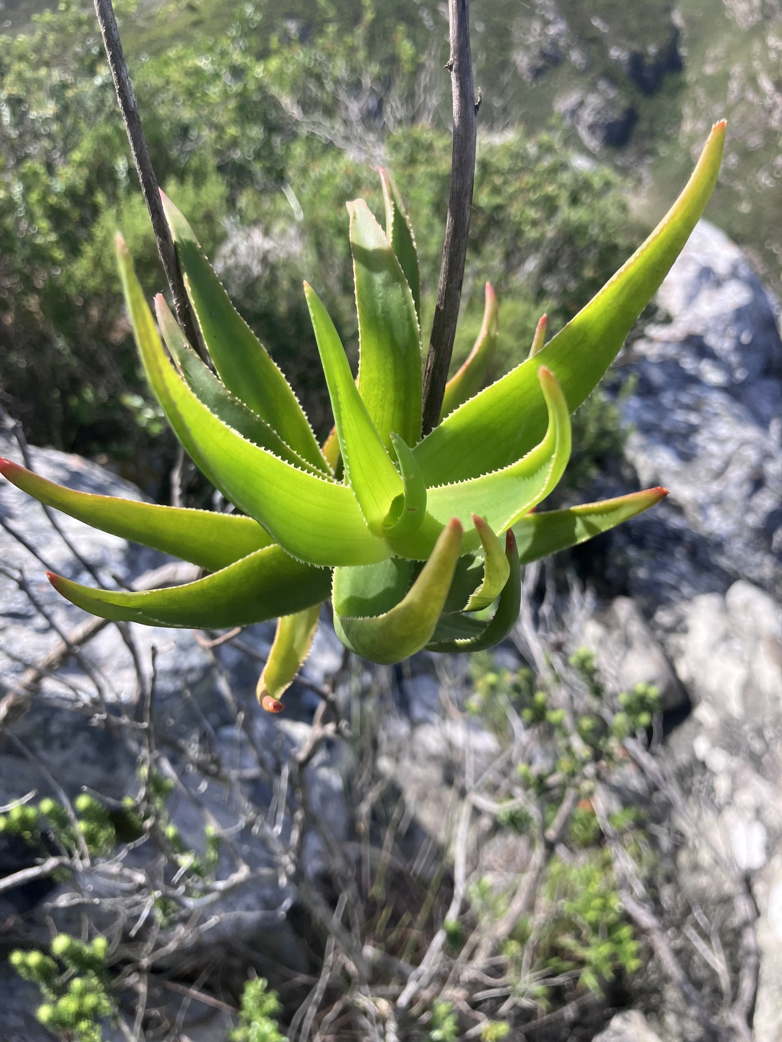 Photograph of Climbing Aloe