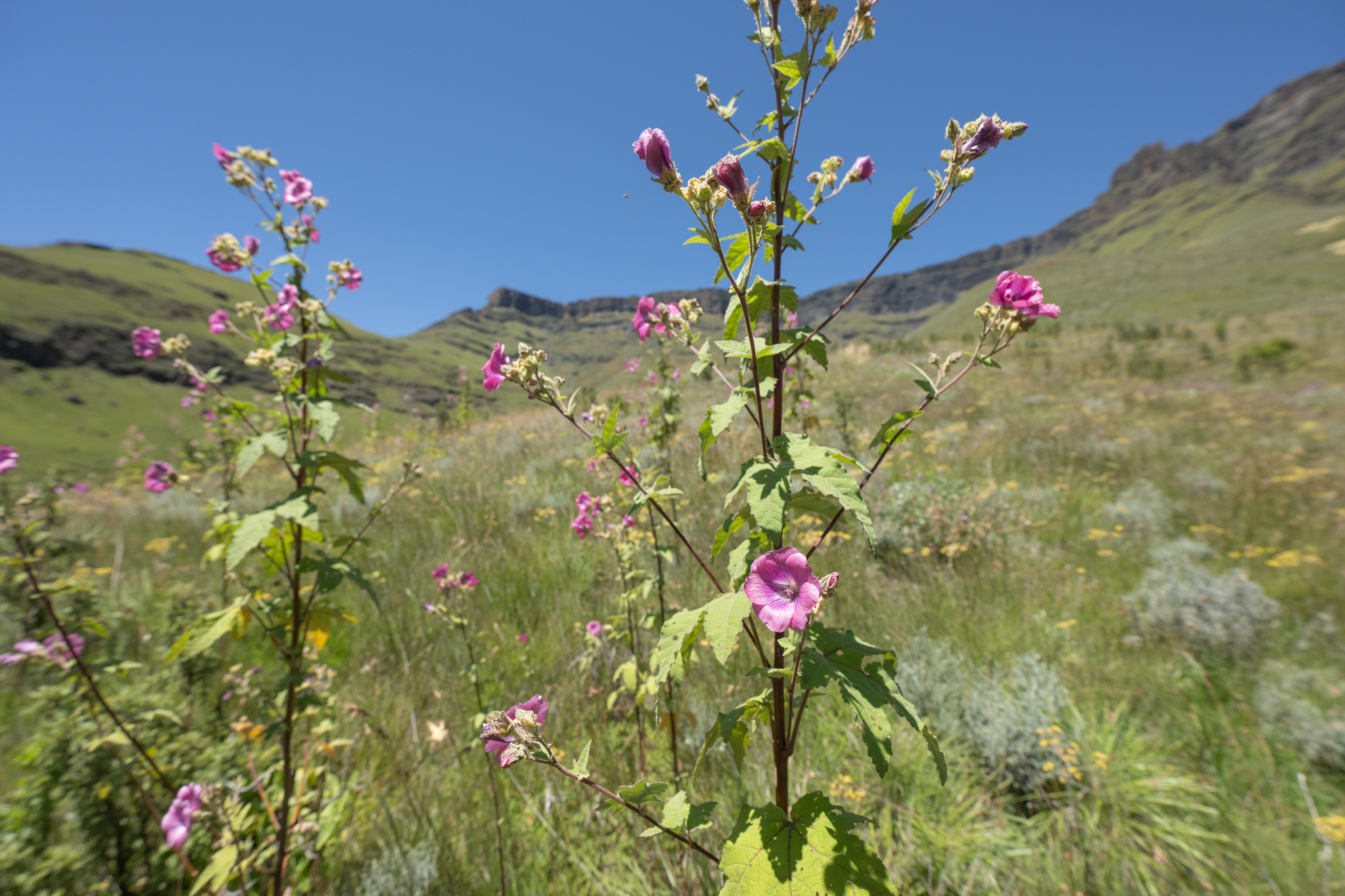 Photograph of African Mallow