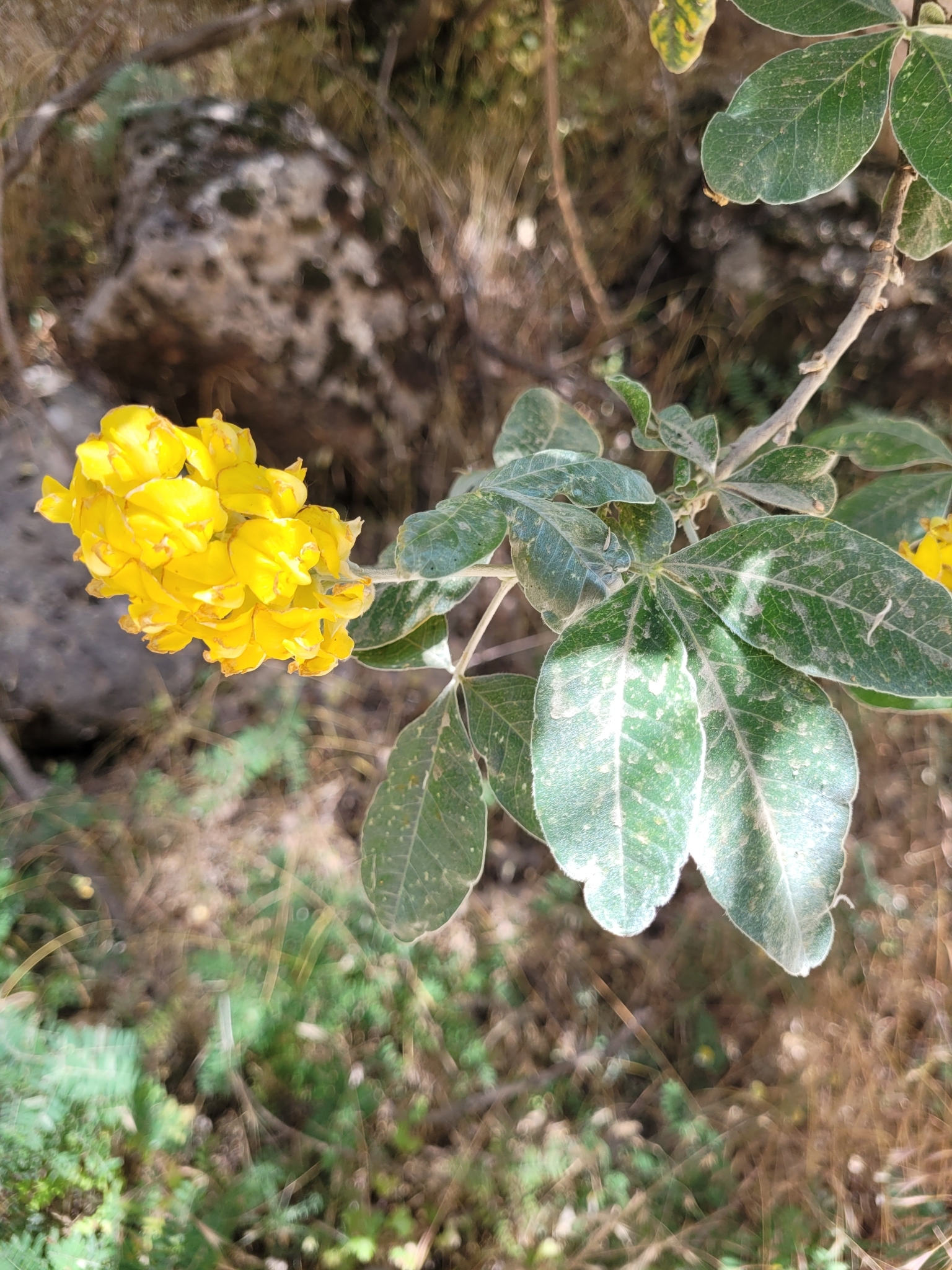 Photograph of Pineapple Broom