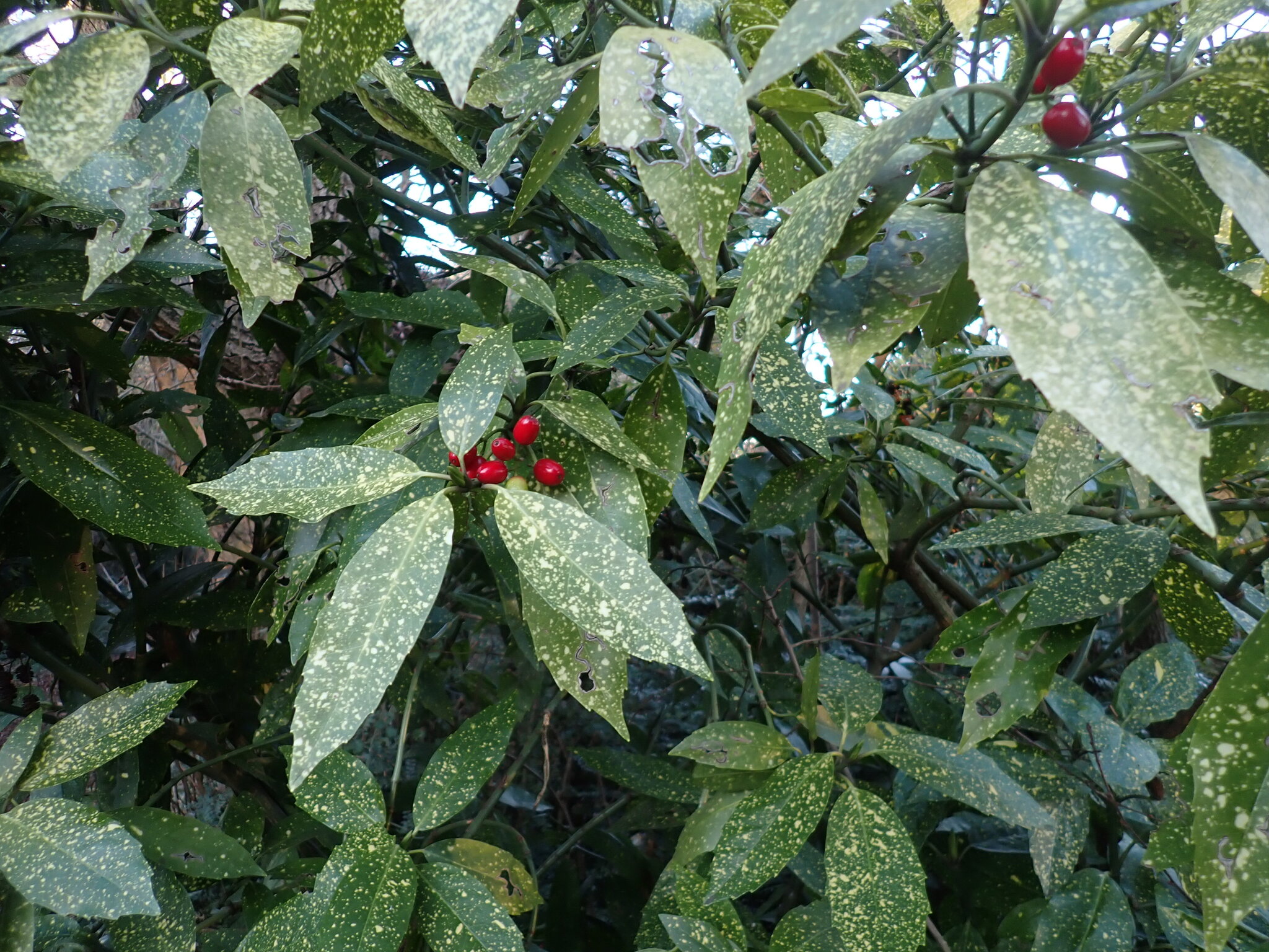 Photograph of Spotted Laurel