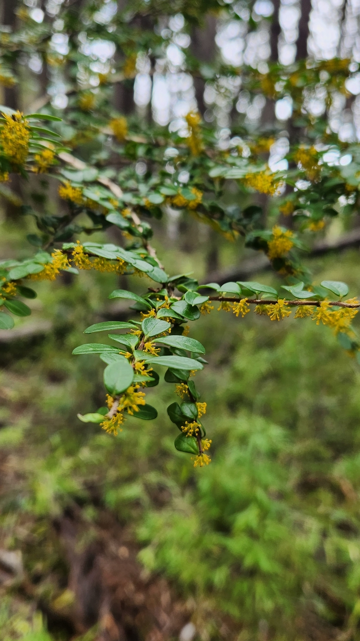 Photograph of Azara