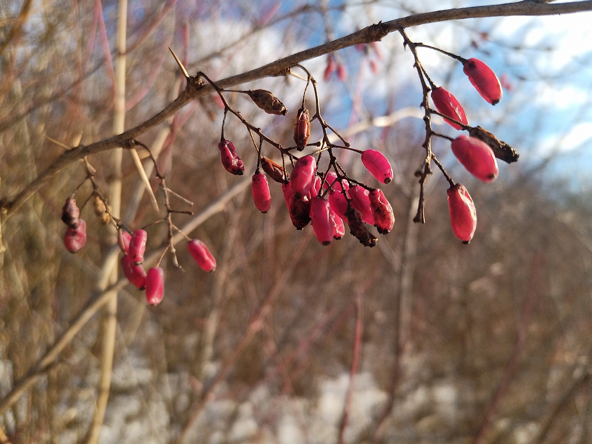 Photograph of Berberis