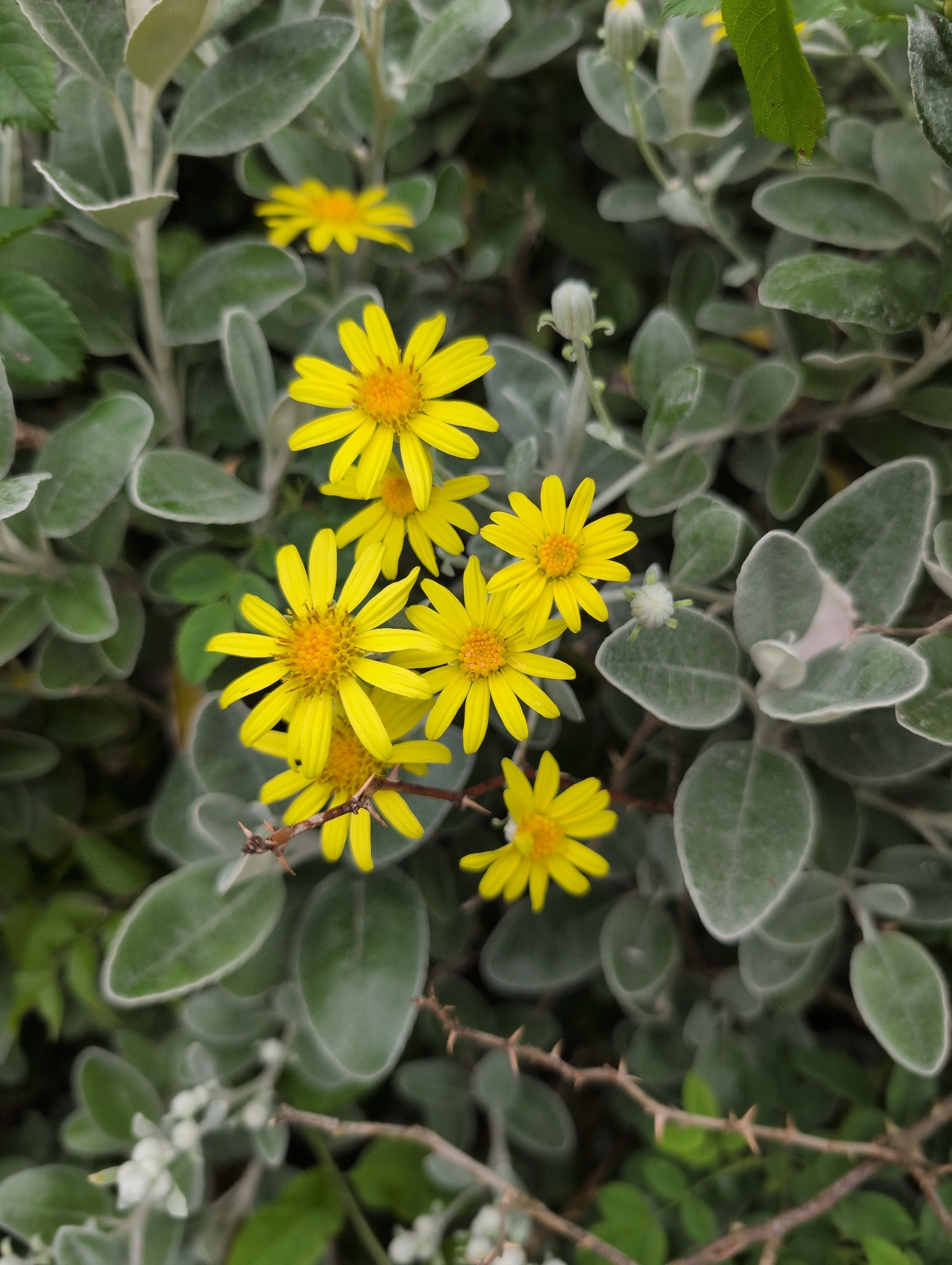 Photograph of Brachyglottis