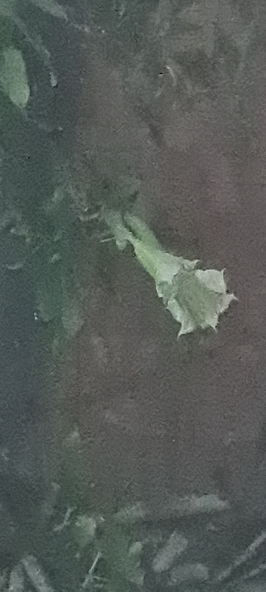 Photograph of Angel's Trumpet