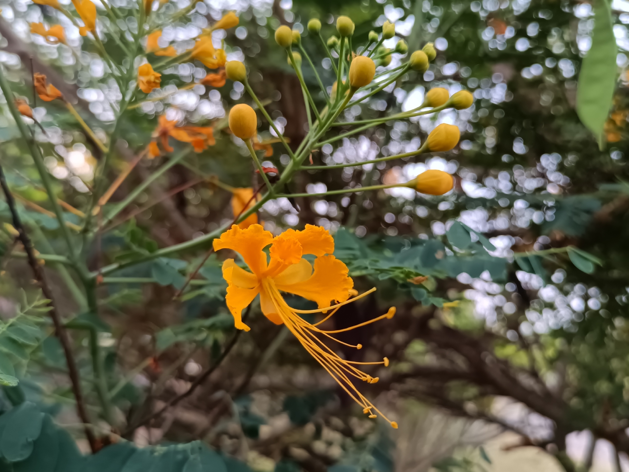 Photograph of Caesalpinia