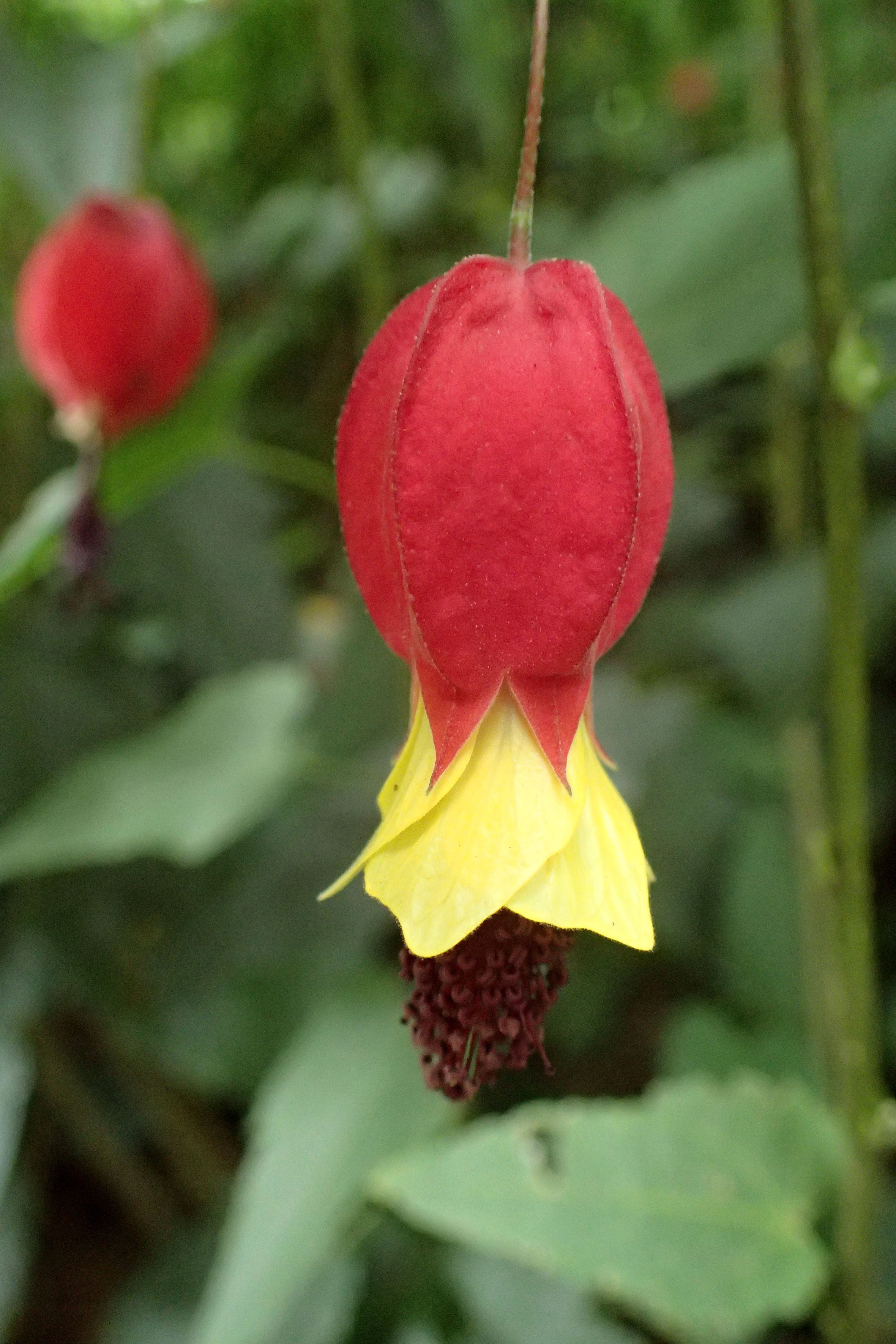 Photograph of Callianthe