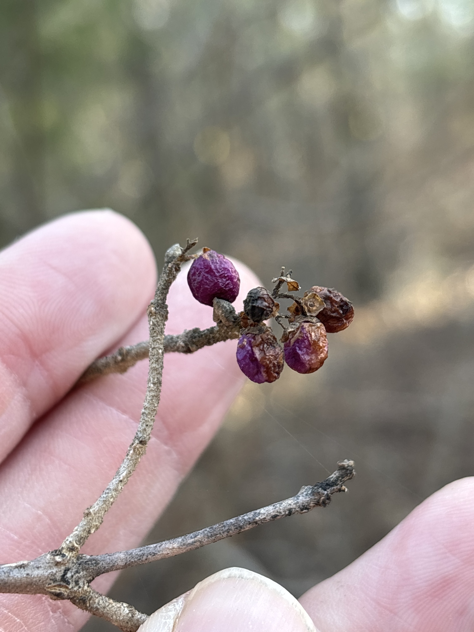 Photograph of Beautyberry