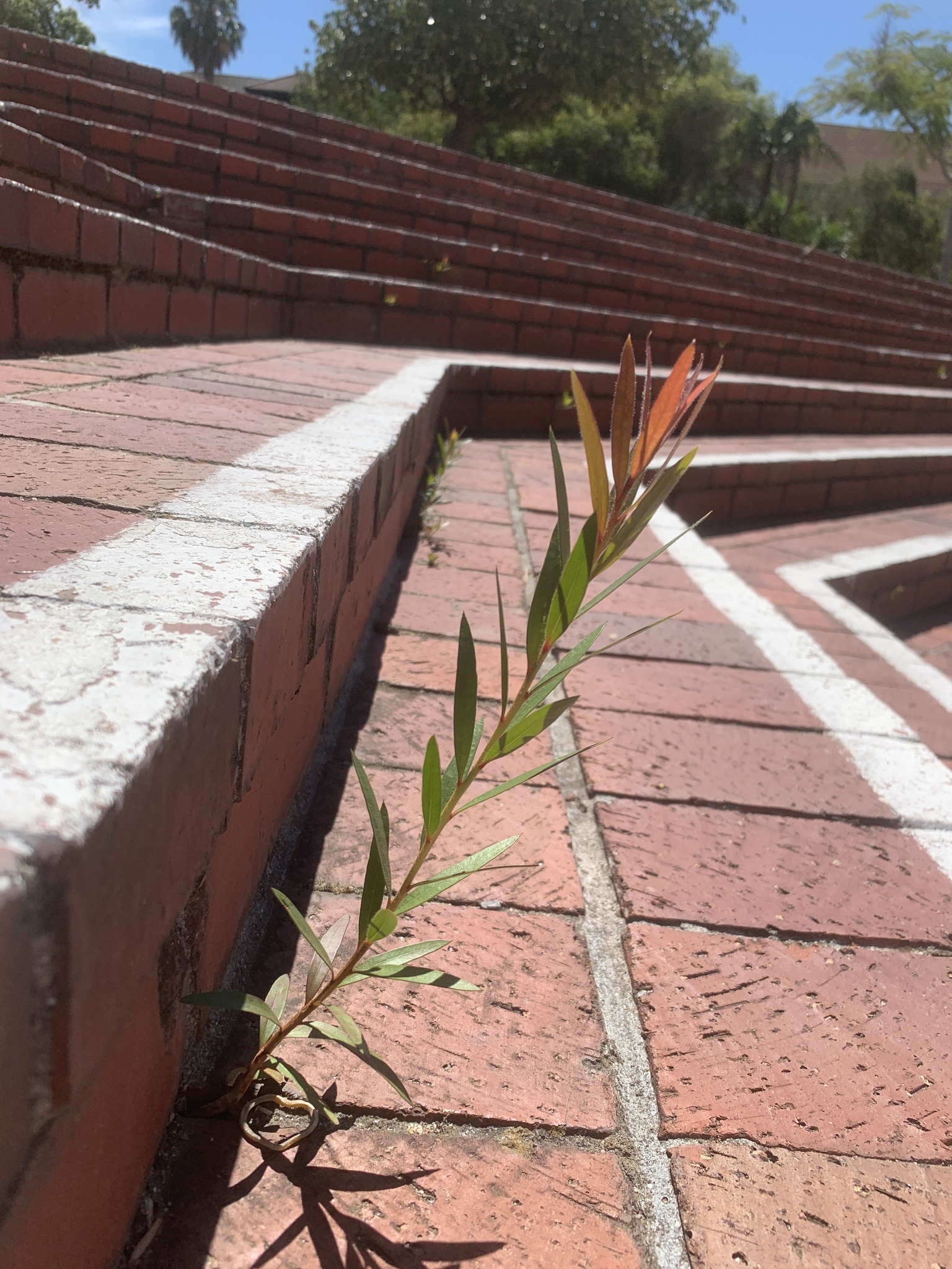 Photograph of Bottlebrush