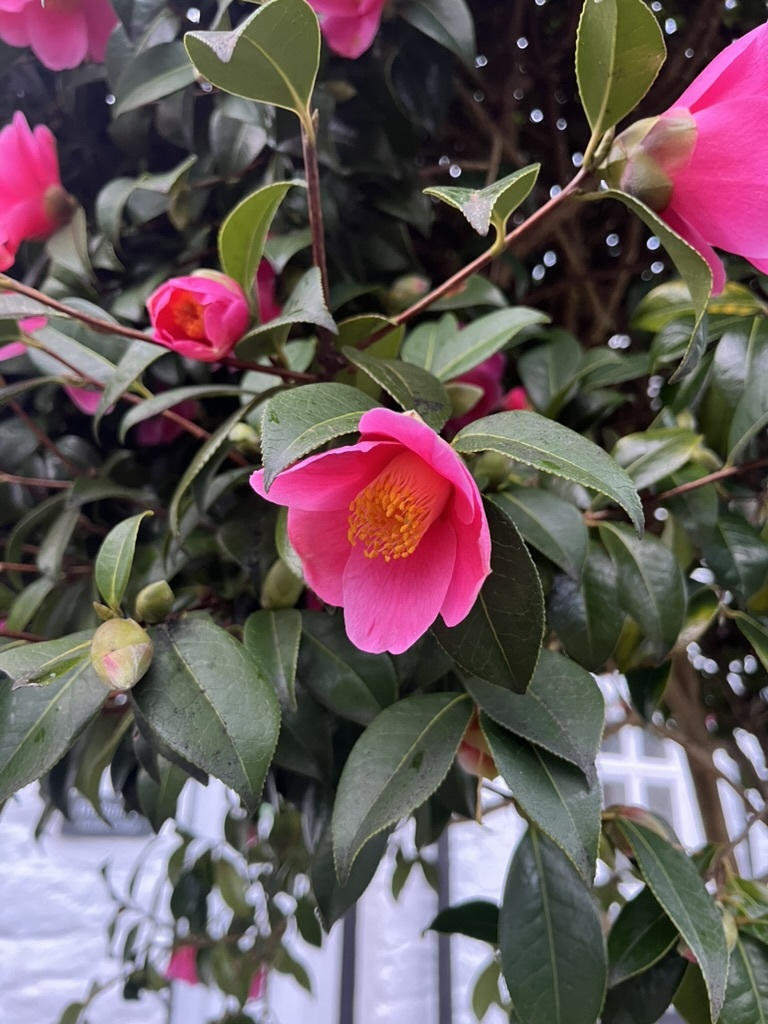 Photograph of Camellia