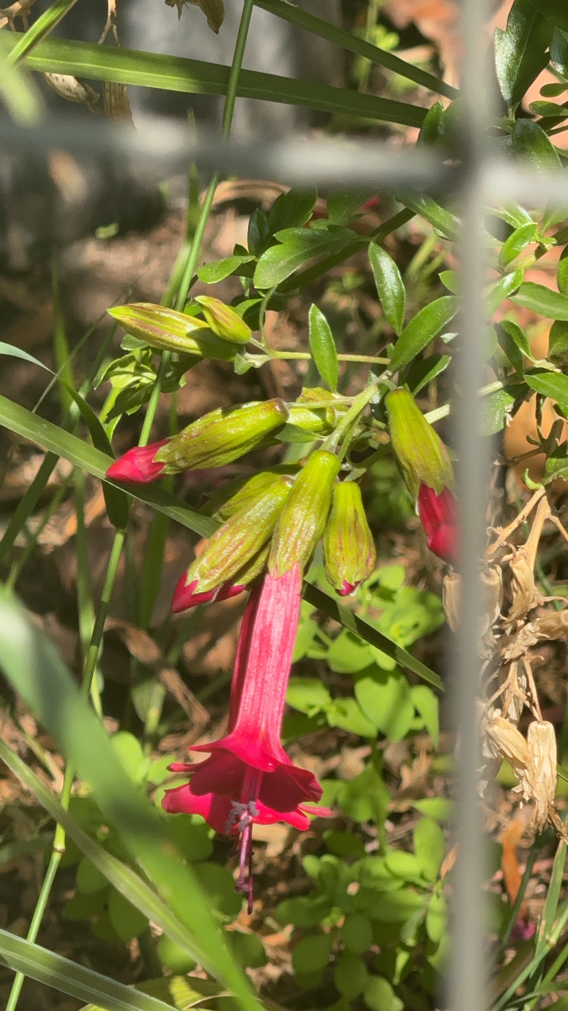 Photograph of Cantua