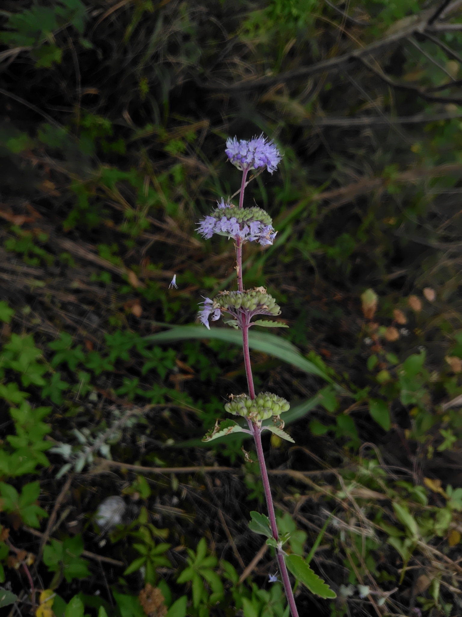 Photograph of Caryopteris