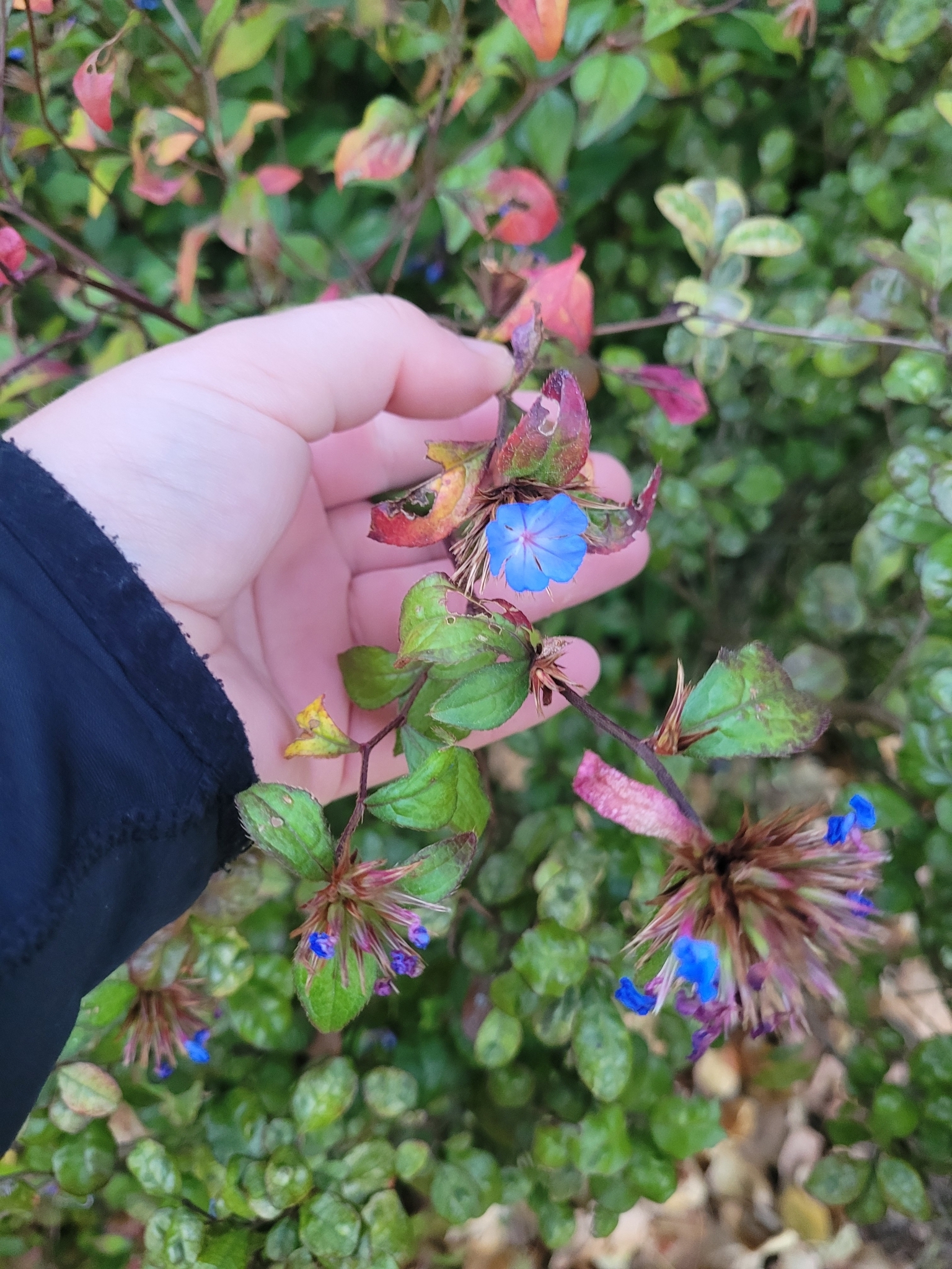 Photograph of Ceratostigma