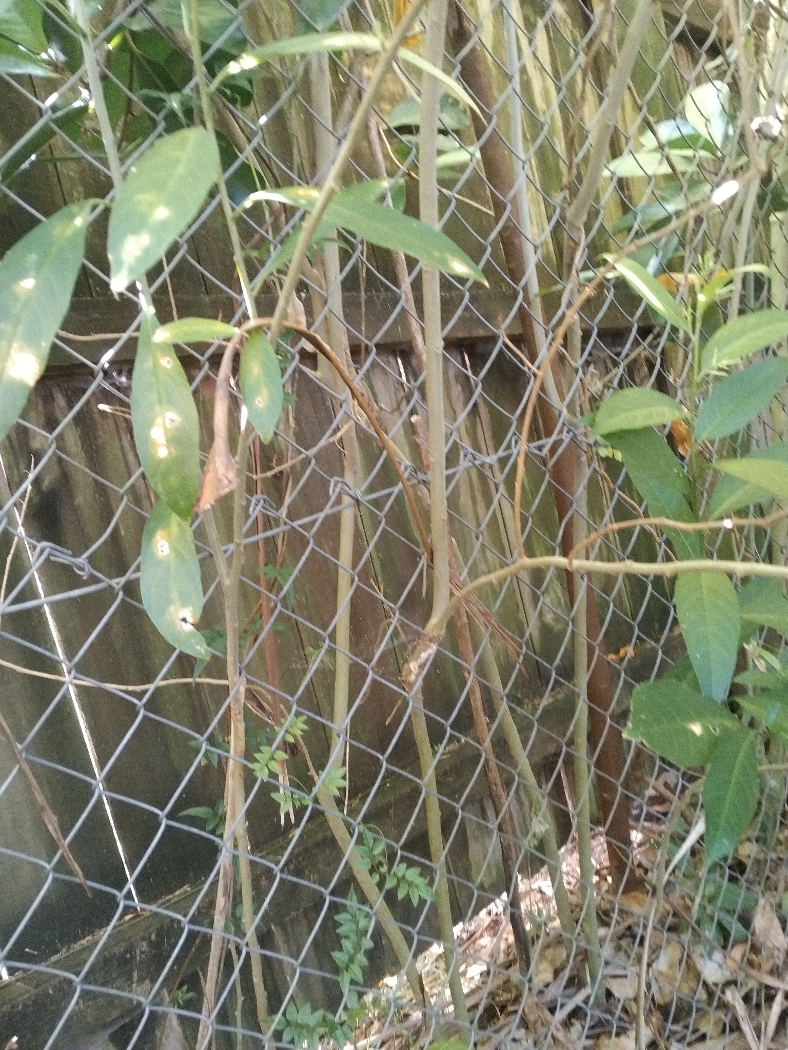 Photograph of Cestrum