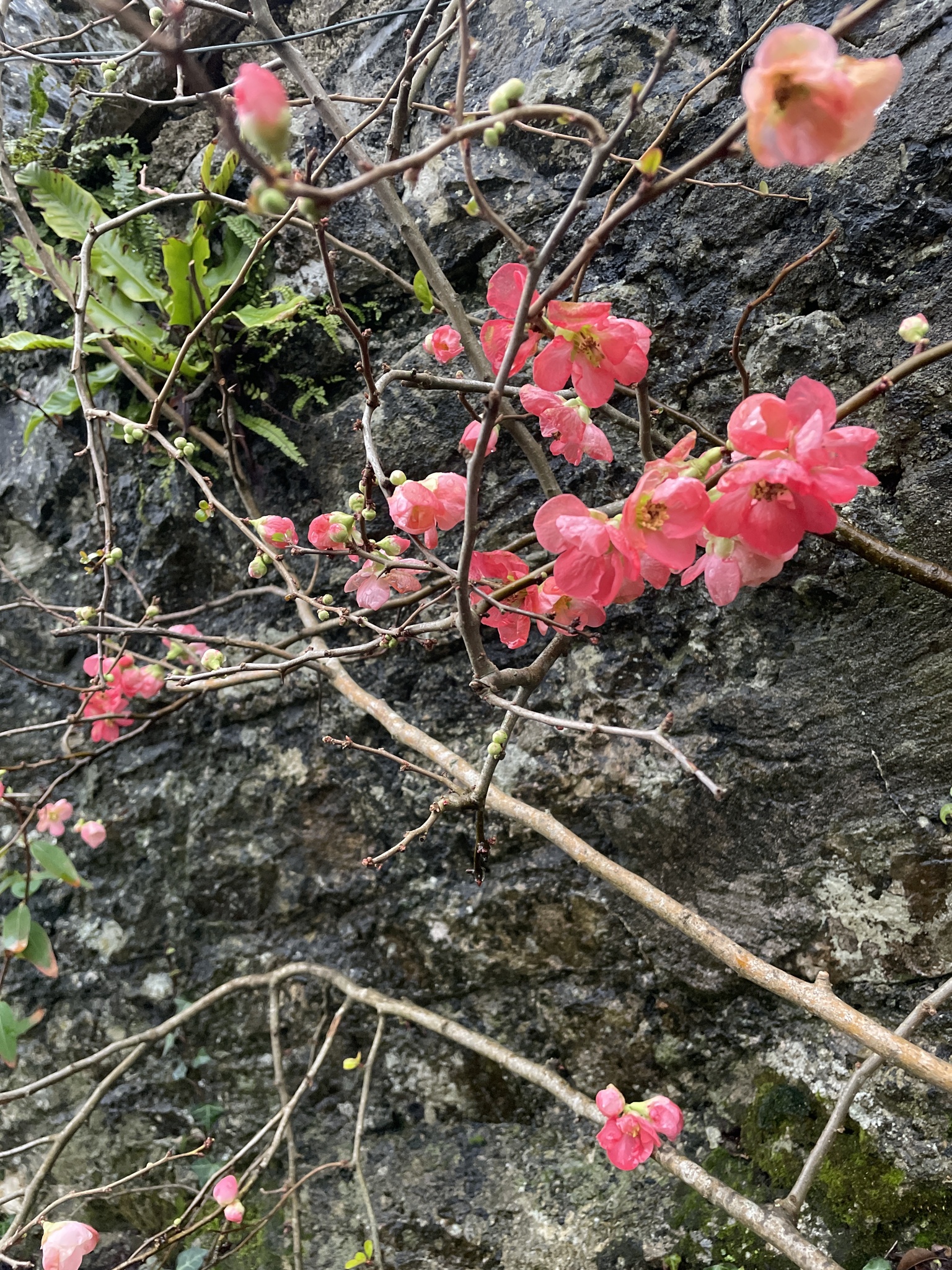 Photograph of Japanese Quince